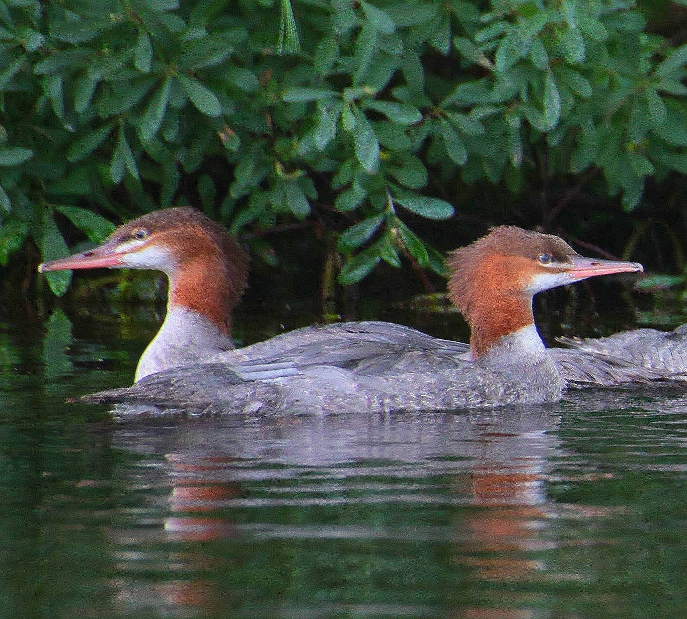 Canon EOS 5D Mark II + Sigma 70-300mm F4-5.6 APO DG Macro sample photo. Mergansers photography