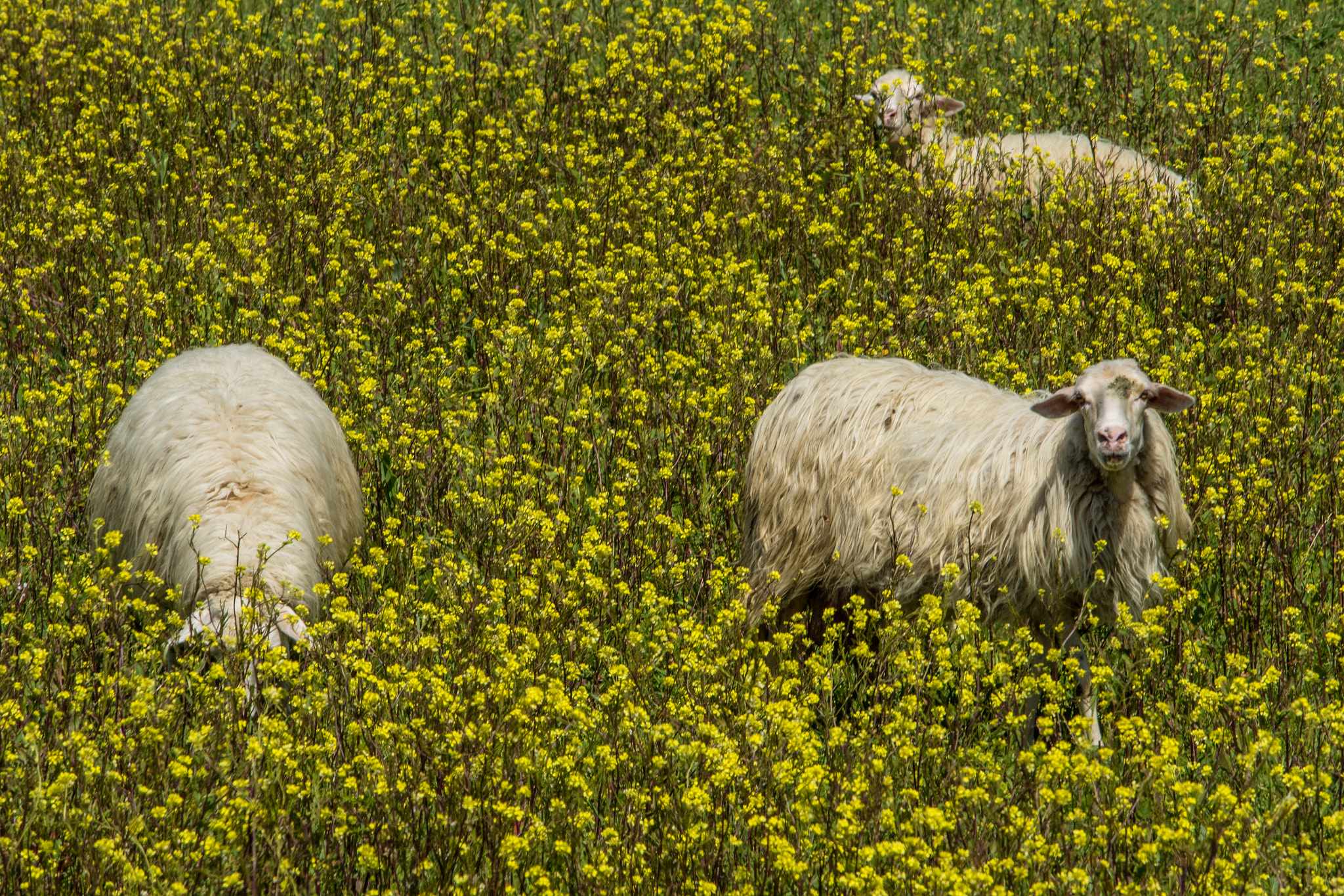 Canon EF 70-200mm F2.8L USM sample photo. Italy - sardinian sheep photography