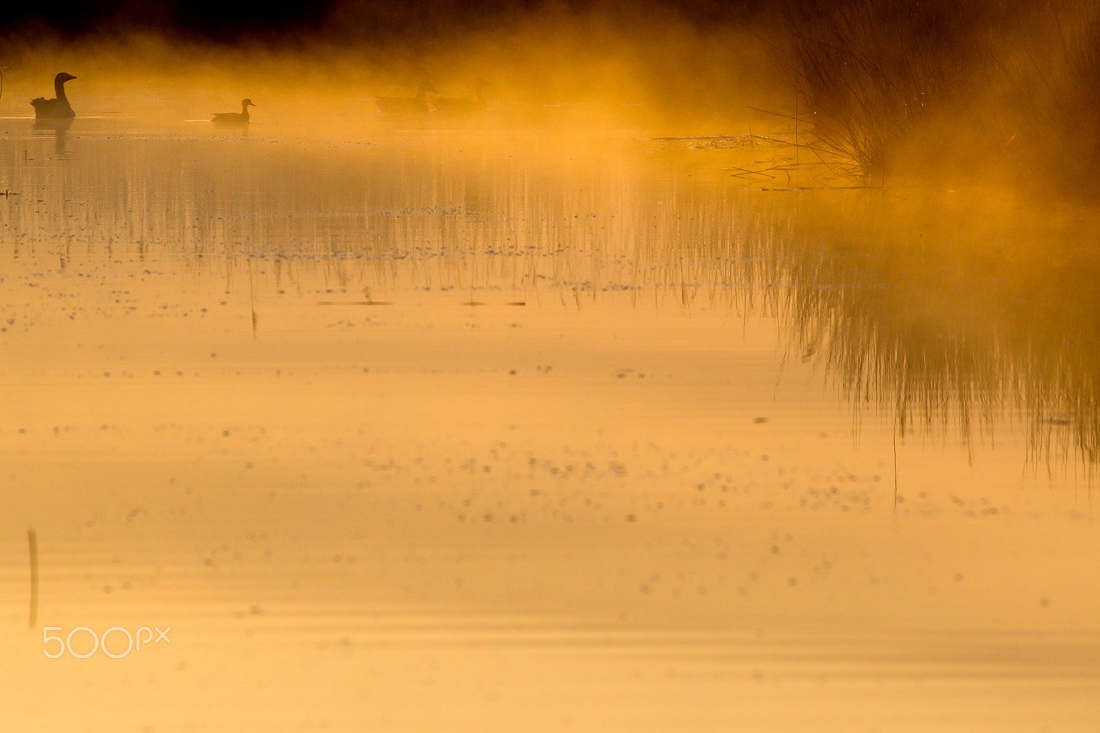 Pentax smc DA* 300mm F4.0 ED (IF) SDM sample photo. Morning in texel island photography