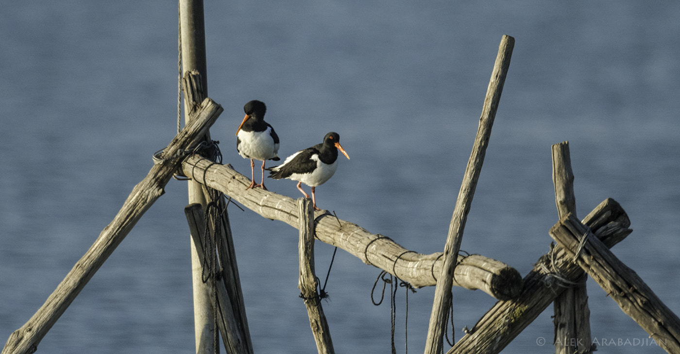 Nikon AF-S Nikkor 800mm F5.6E FL ED VR sample photo. Two gourmets photography