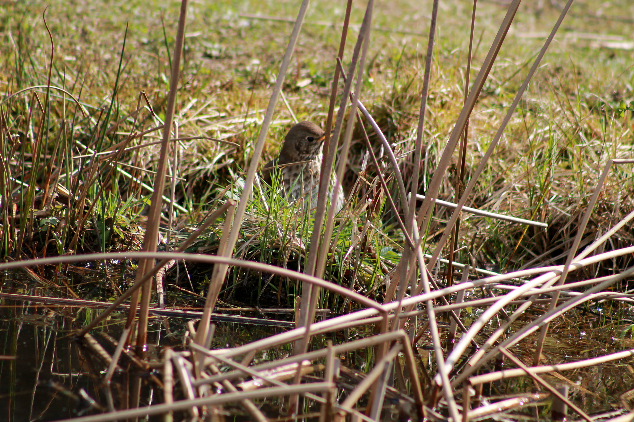 Canon EOS 1100D (EOS Rebel T3 / EOS Kiss X50) + EF75-300mm f/4-5.6 sample photo. Img photography