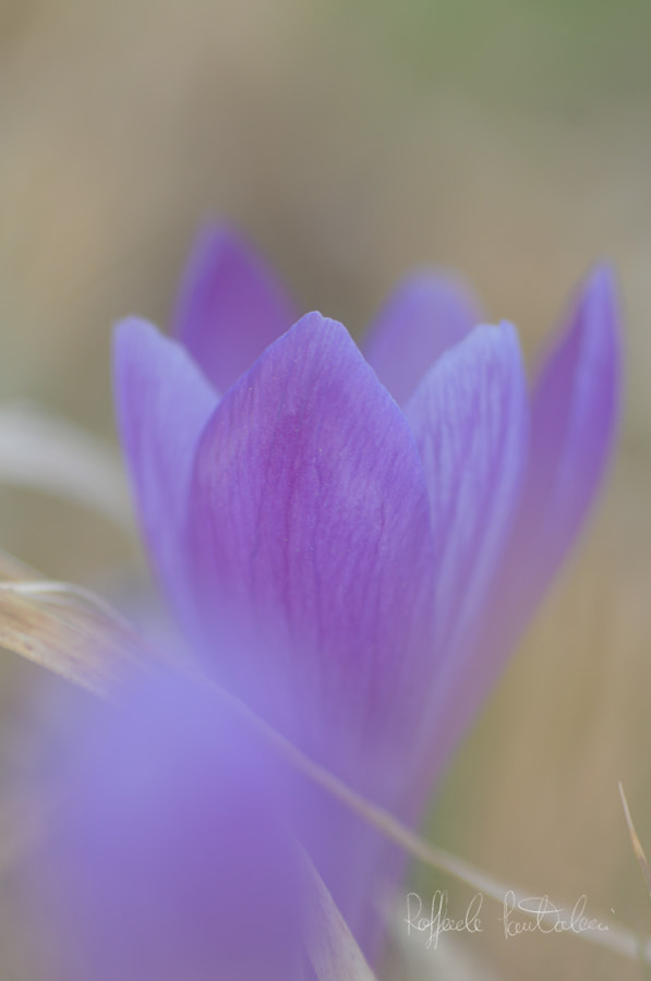 Nikon D300S sample photo. Crocus photography