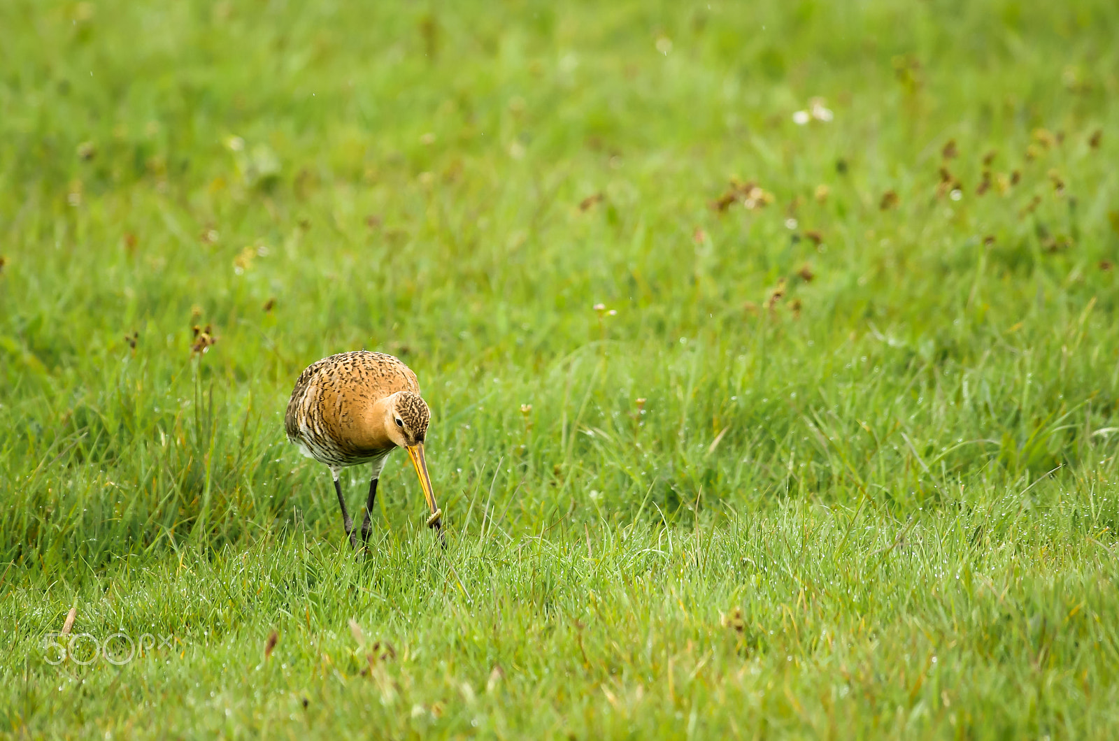 Pentax smc DA* 300mm F4.0 ED (IF) SDM sample photo. A black-tailed godwit and his prey photography