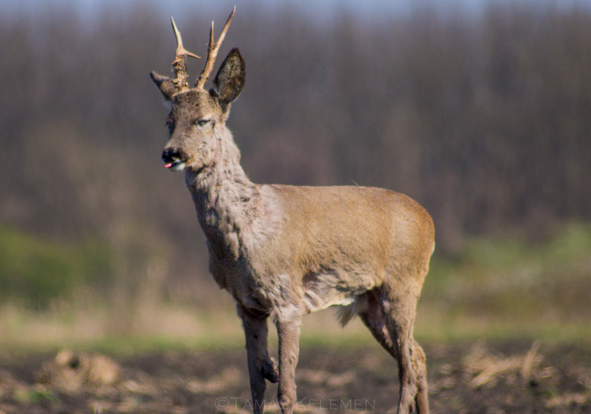 Canon EOS 1300D (EOS Rebel T6 / EOS Kiss X80) sample photo. Humorous deer photography