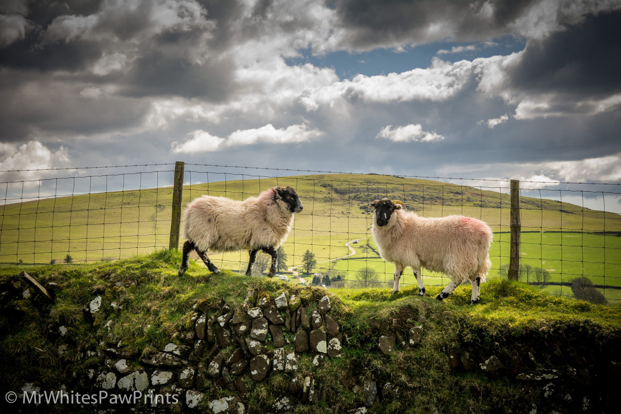 Nikon D7100 sample photo. Sheep jam photography