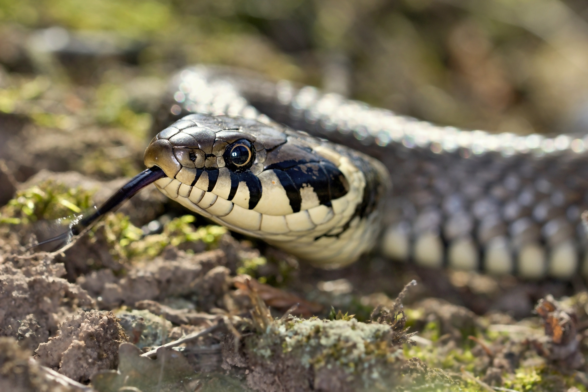 Canon EF 100mm F2.8L Macro IS USM sample photo. Grass snake photography