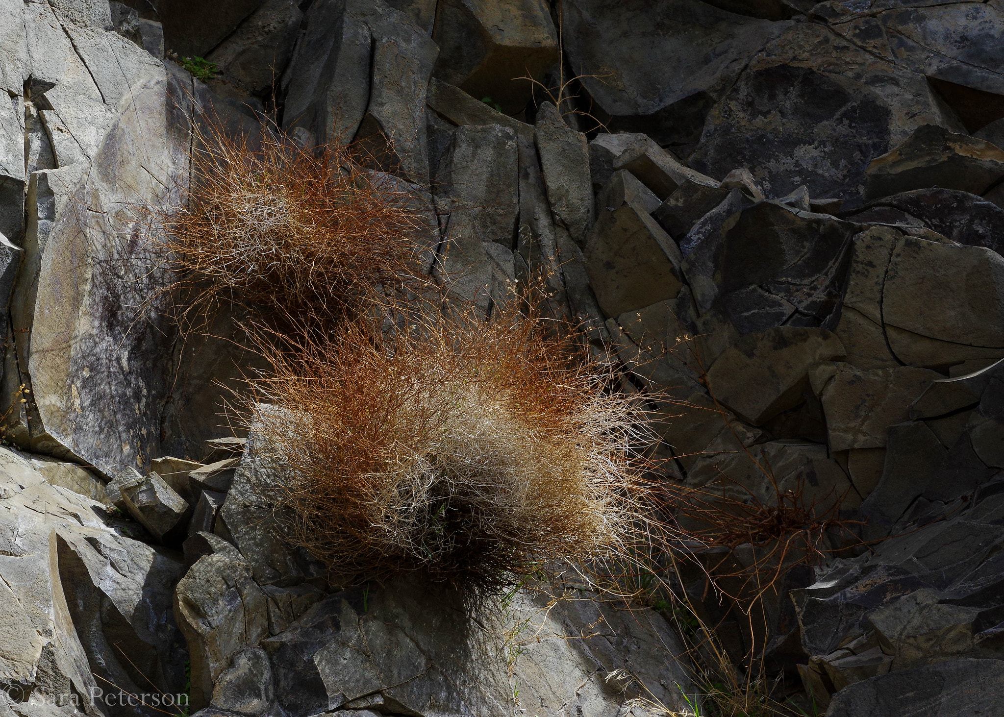 Pentax K-3 + Pentax smc DA 50mm F1.8 sample photo. Tenacious photography