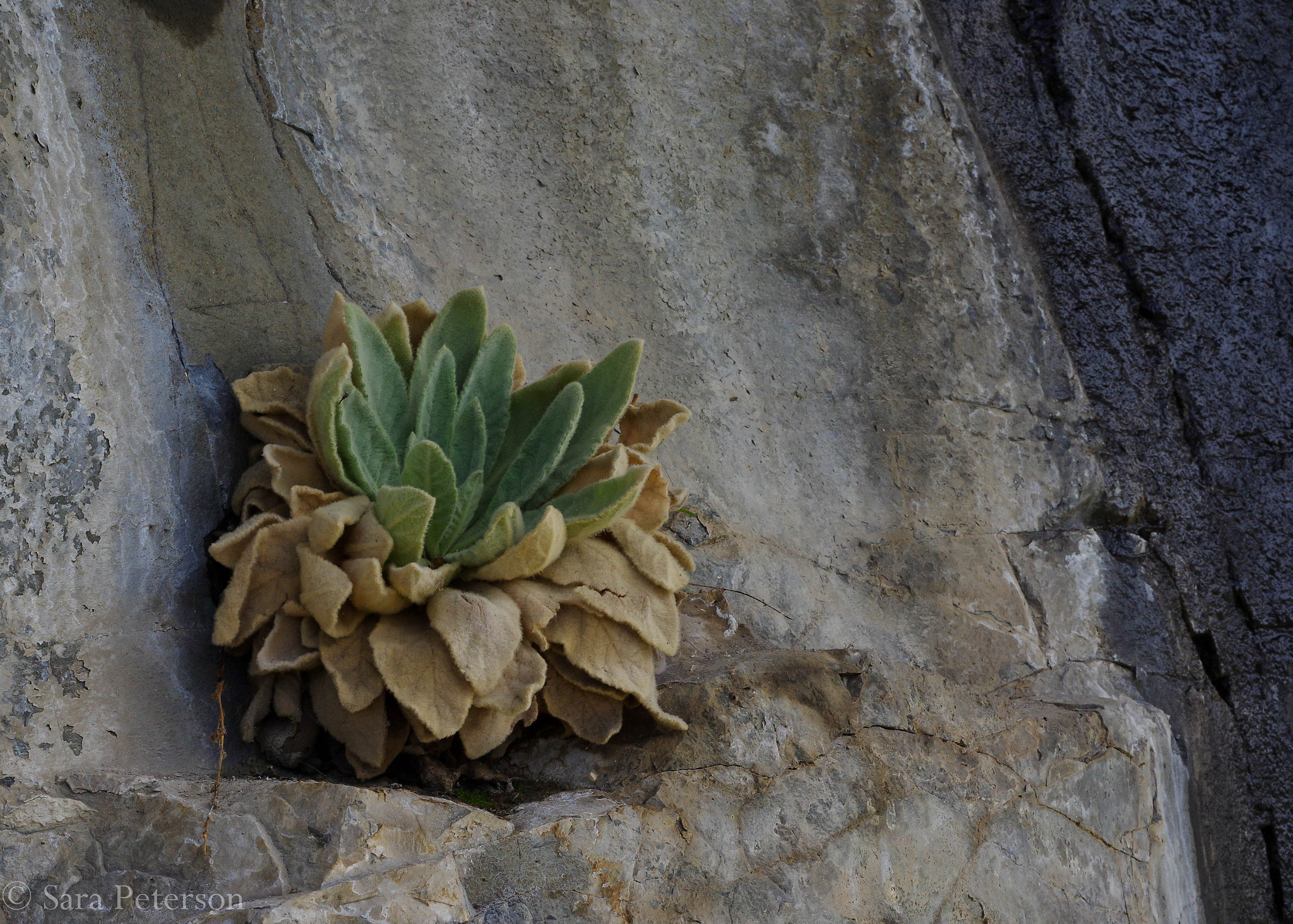 Pentax smc DA 50mm F1.8 sample photo. Lamb's ear photography