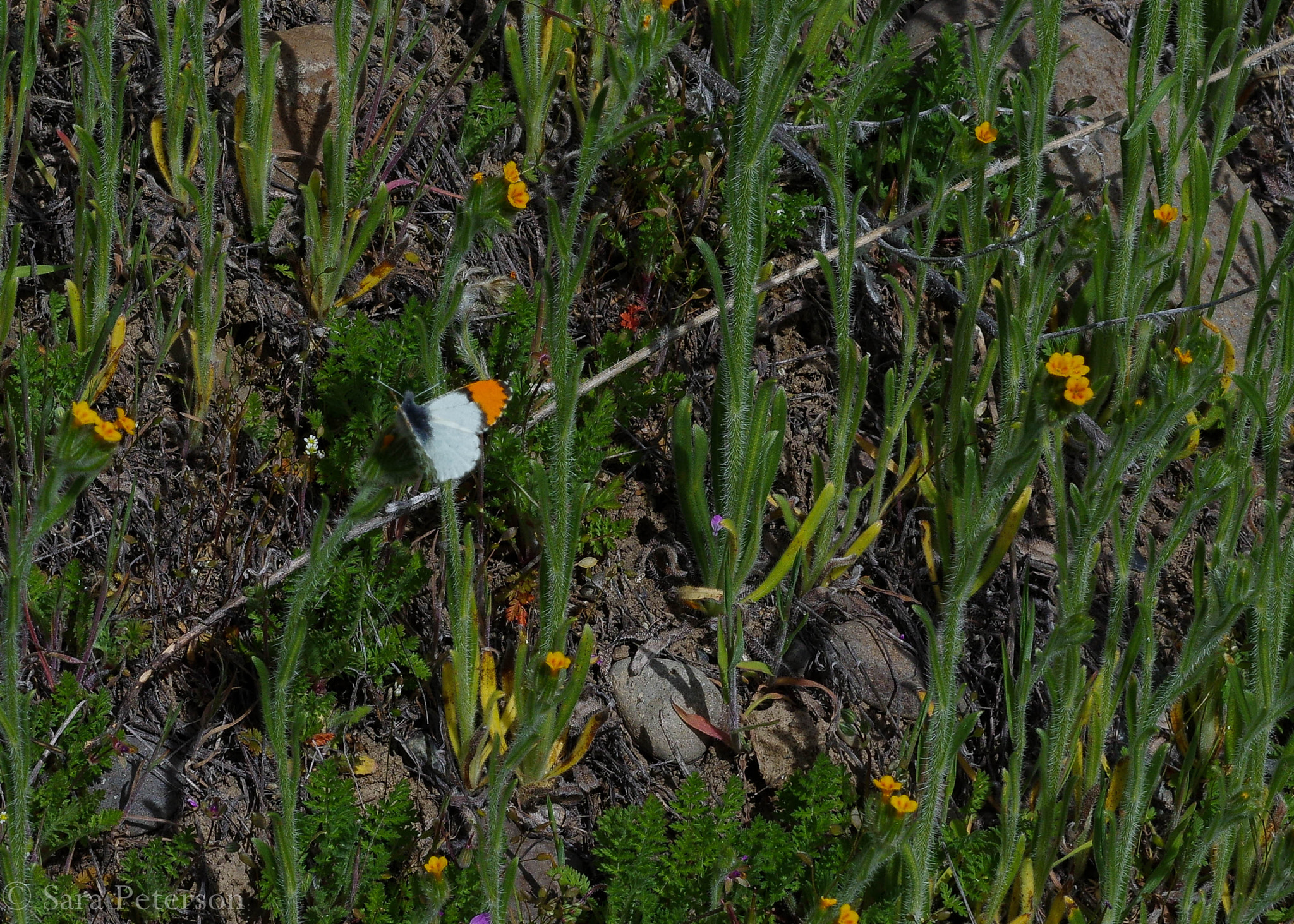 Pentax K-3 + Pentax smc DA 50mm F1.8 sample photo. Sara's orangetip photography