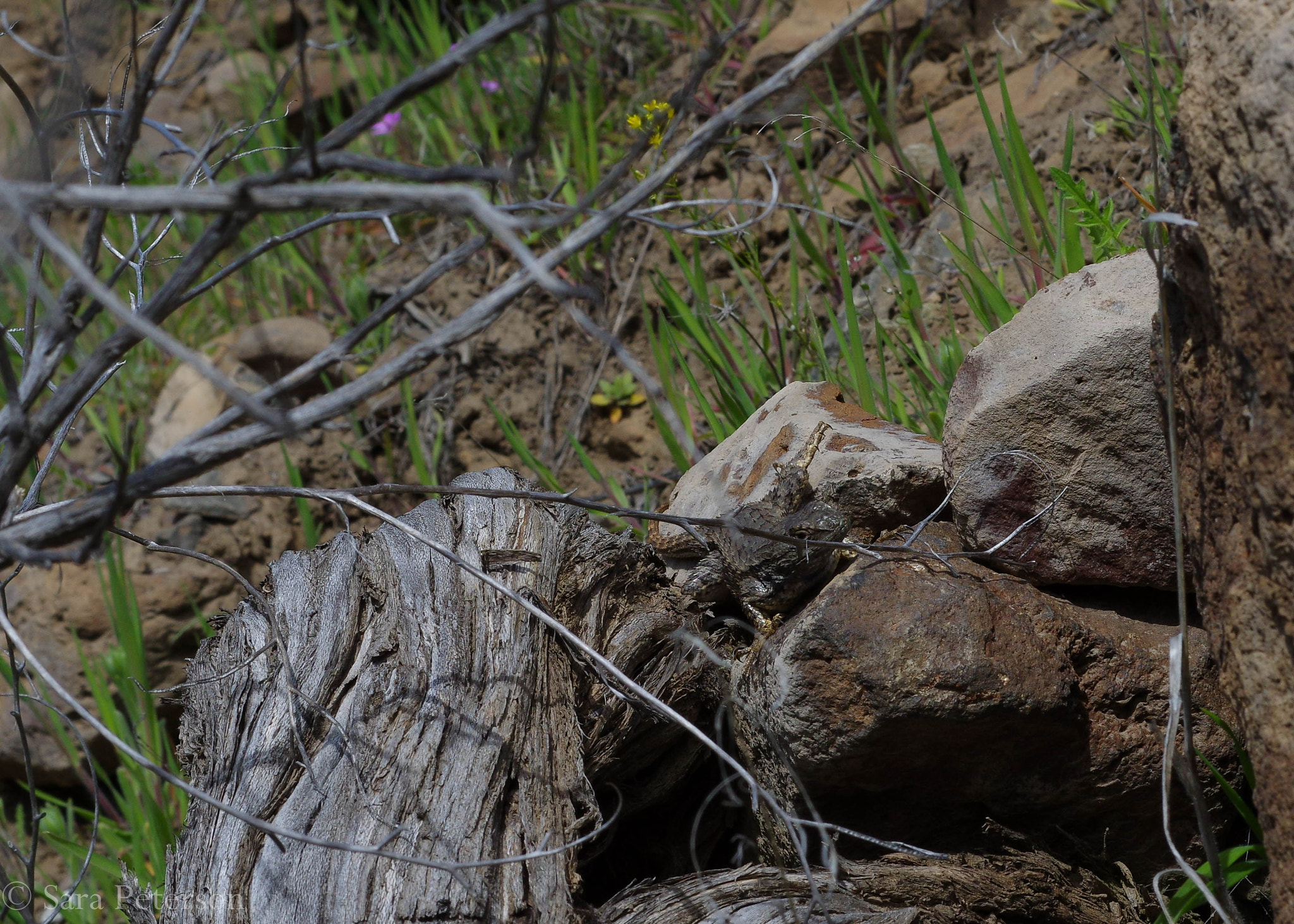 Pentax K-3 + Pentax smc DA 50mm F1.8 sample photo. Western fence lizard photography