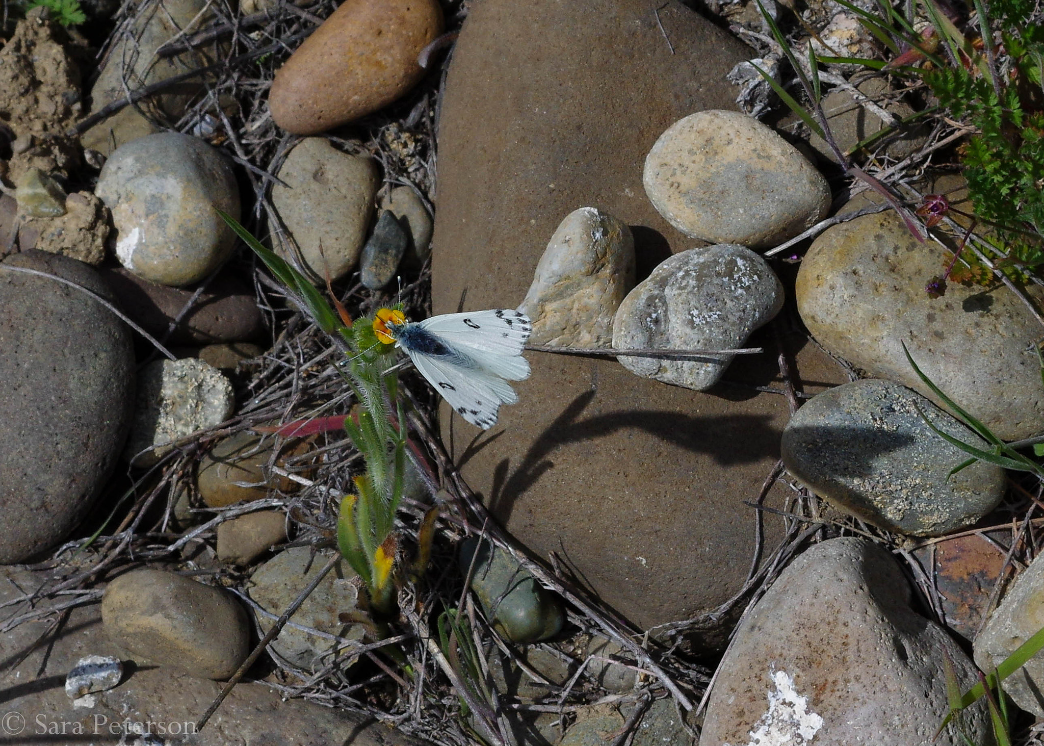 Pentax K-3 sample photo. Large marble photography