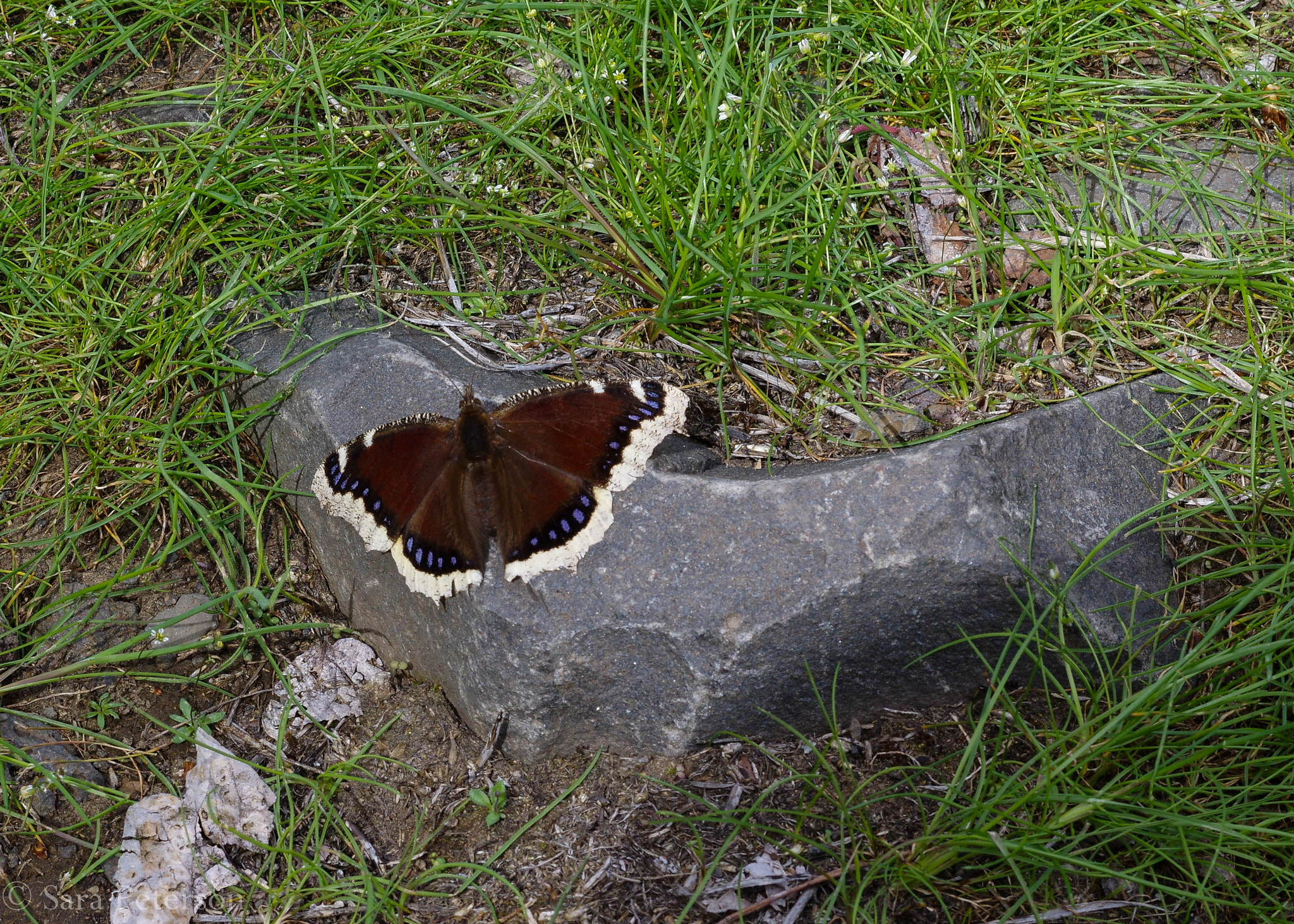 Pentax K-3 + Pentax smc DA 50mm F1.8 sample photo. Mourning cloak photography