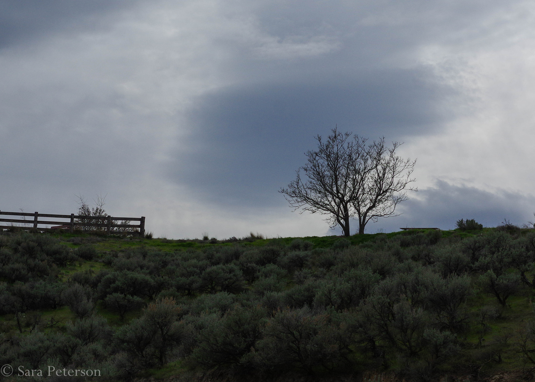 Pentax smc DA 50mm F1.8 sample photo. Sagebrush sea photography