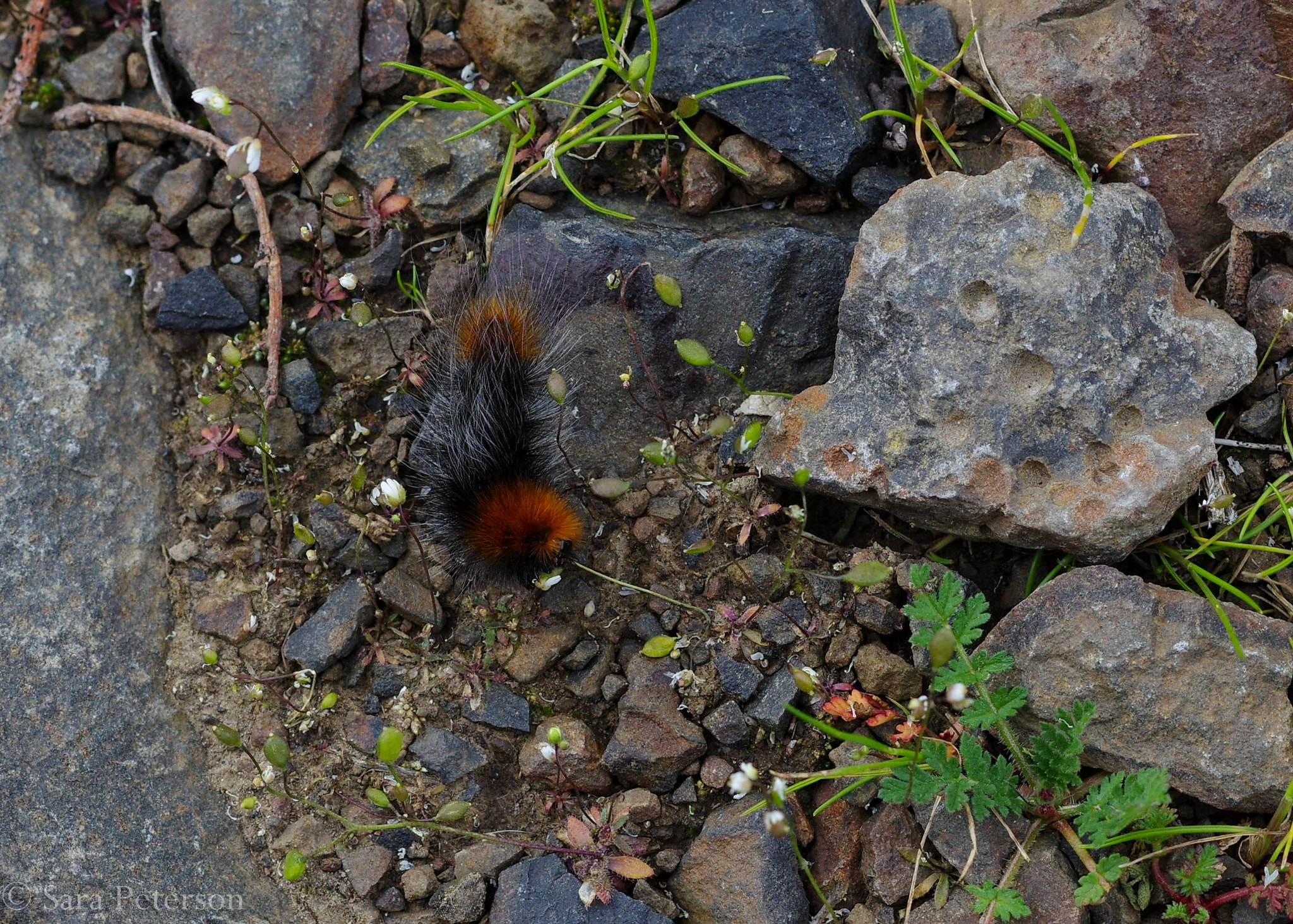 Pentax K-3 sample photo. Woolly bear photography