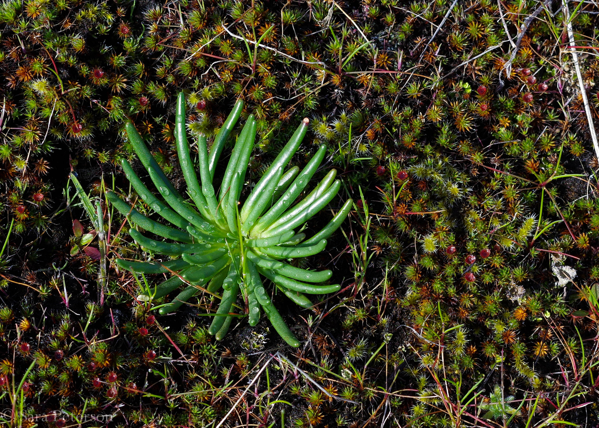 Pentax K-3 sample photo. Bitterroot leaves photography