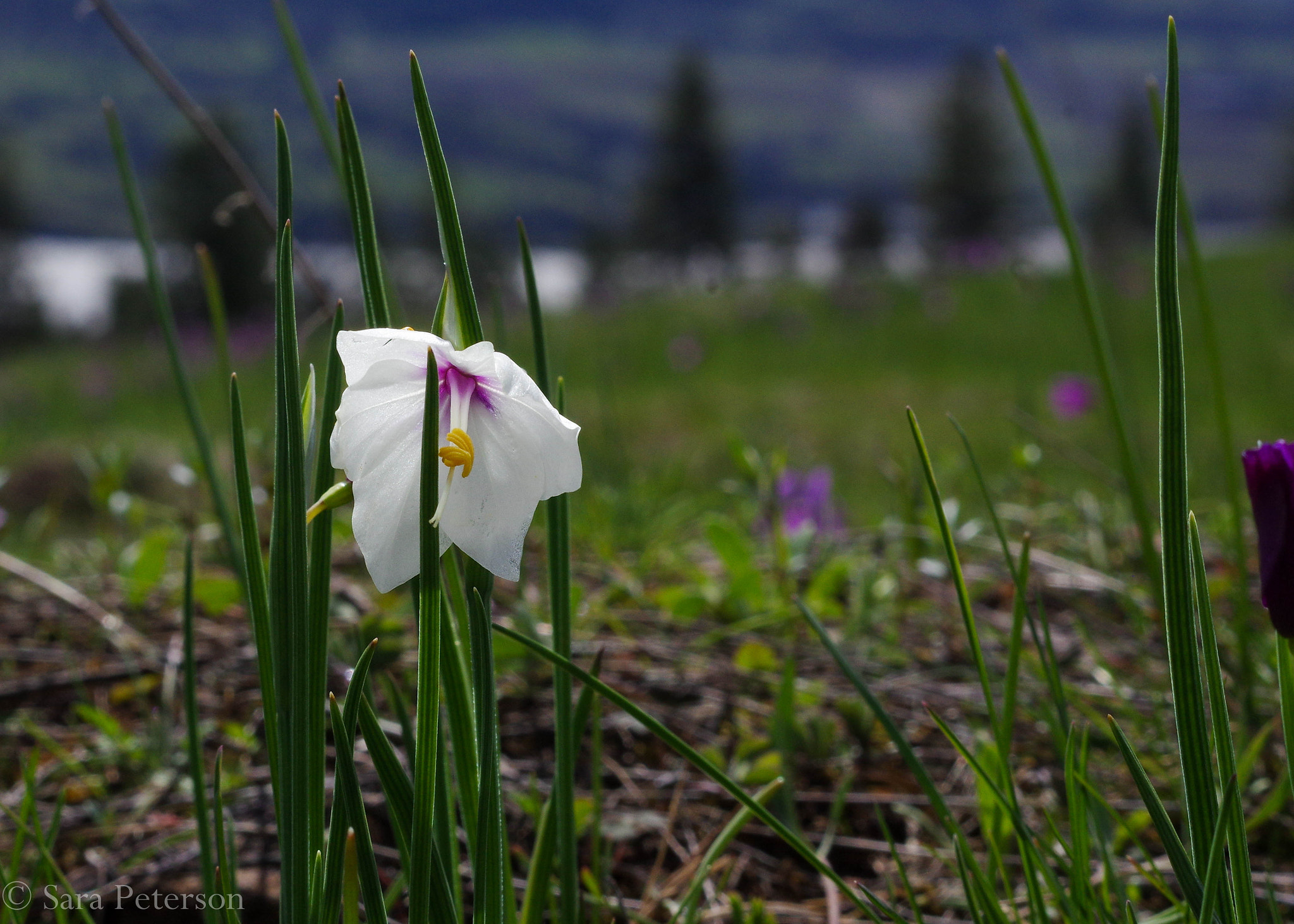 Pentax K-3 sample photo. White widow photography