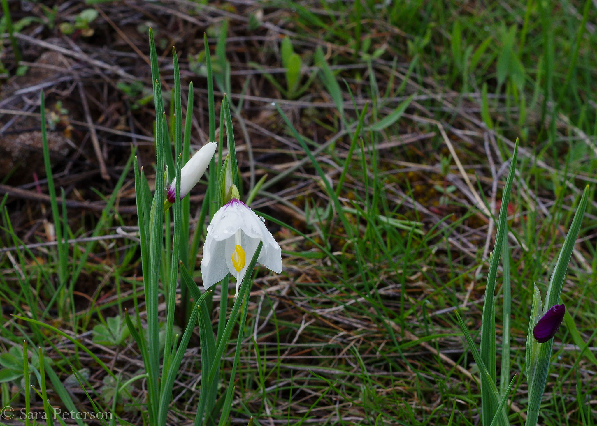 Pentax K-3 sample photo. First blooms of spring photography