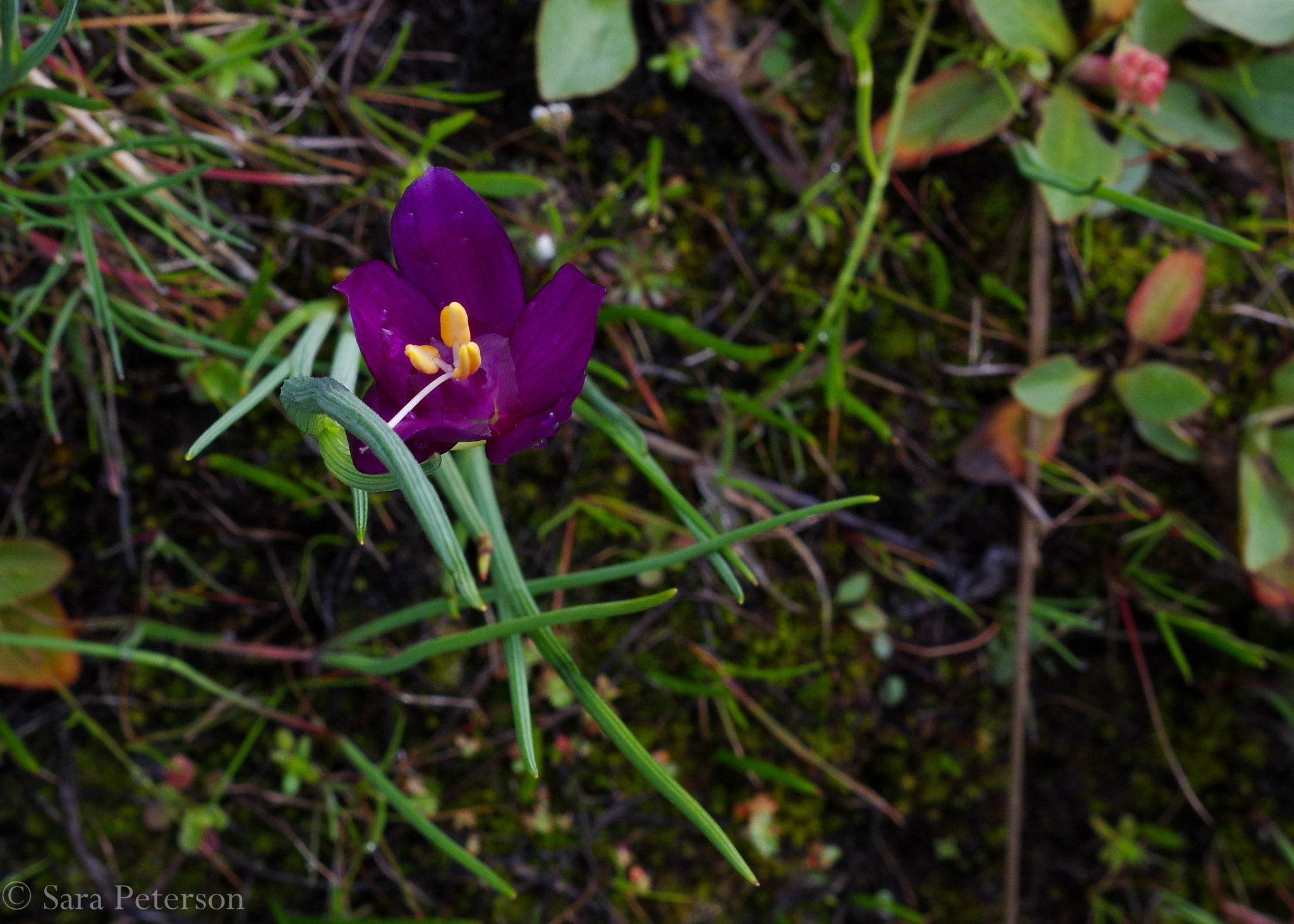 Pentax K-3 sample photo. Grass widow photography