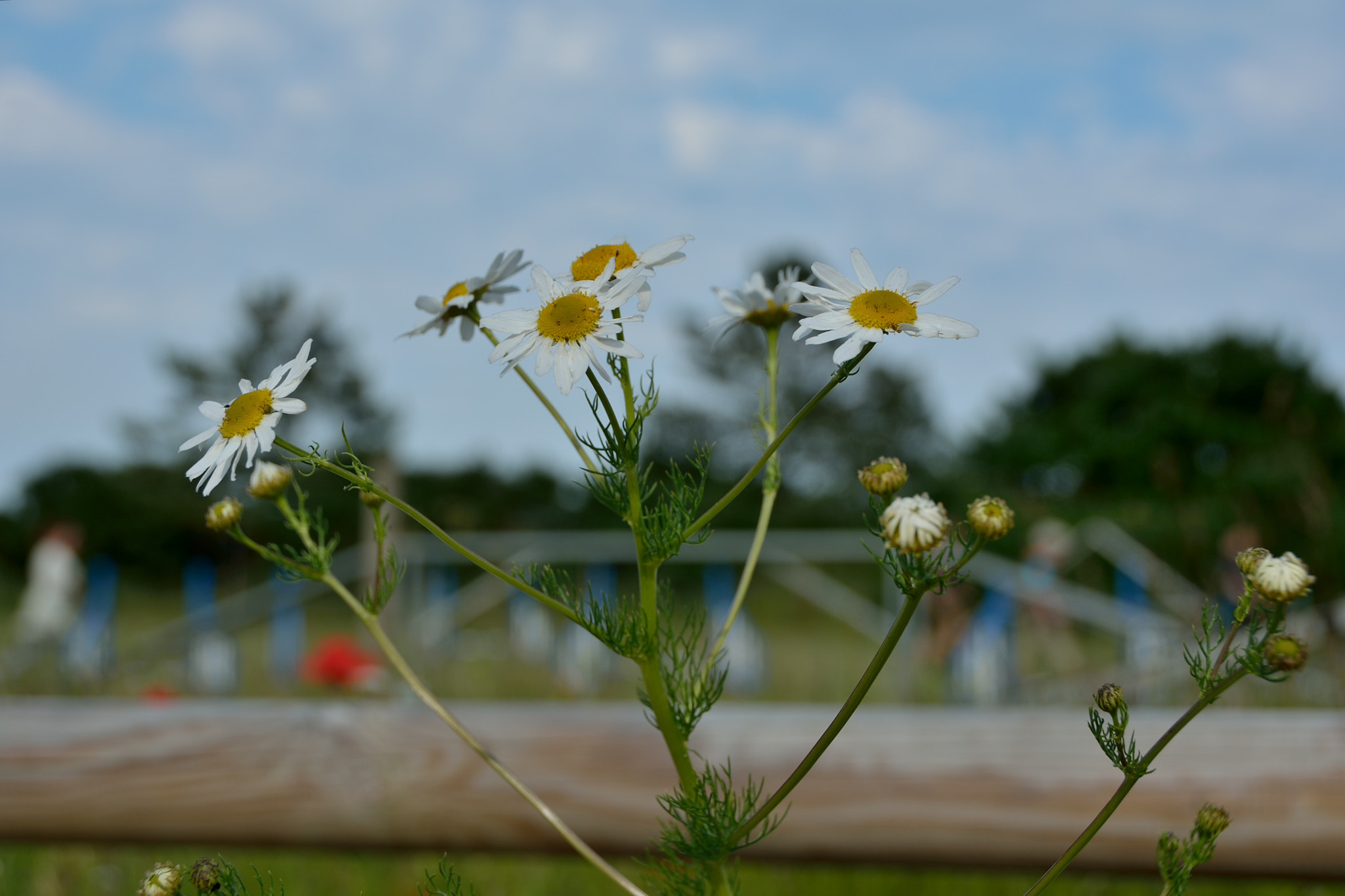 Nikon D7100 sample photo. Midsummer 2016 photography