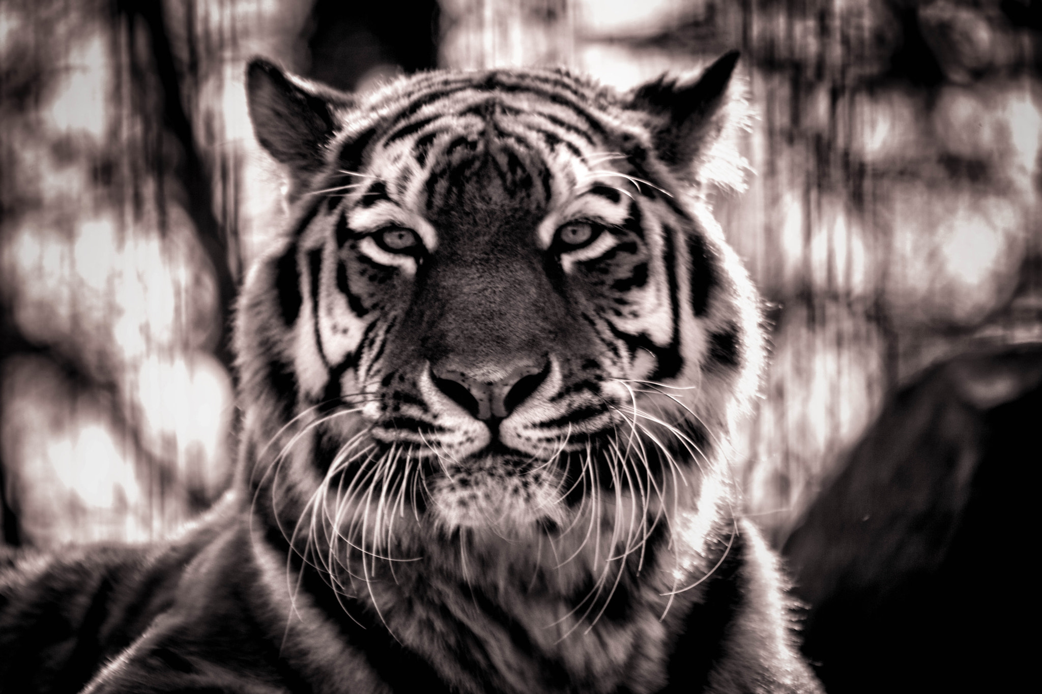 EF75-300mm f/4-5.6 sample photo. Tiger looks on me photography