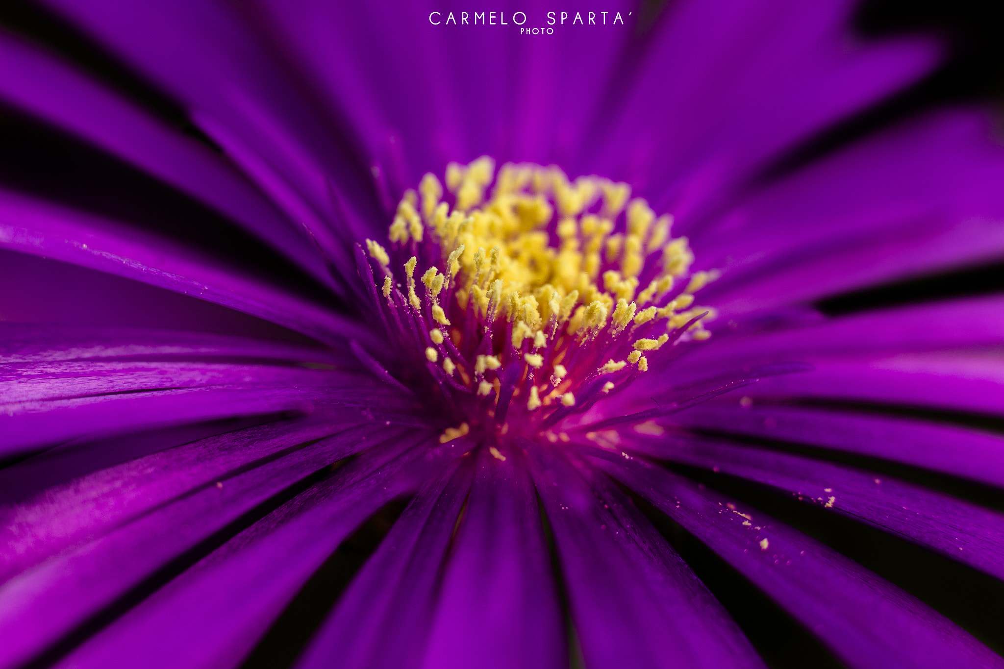 Canon EOS 650D (EOS Rebel T4i / EOS Kiss X6i) + Canon EF 50mm F1.8 II sample photo. Macro flower photography