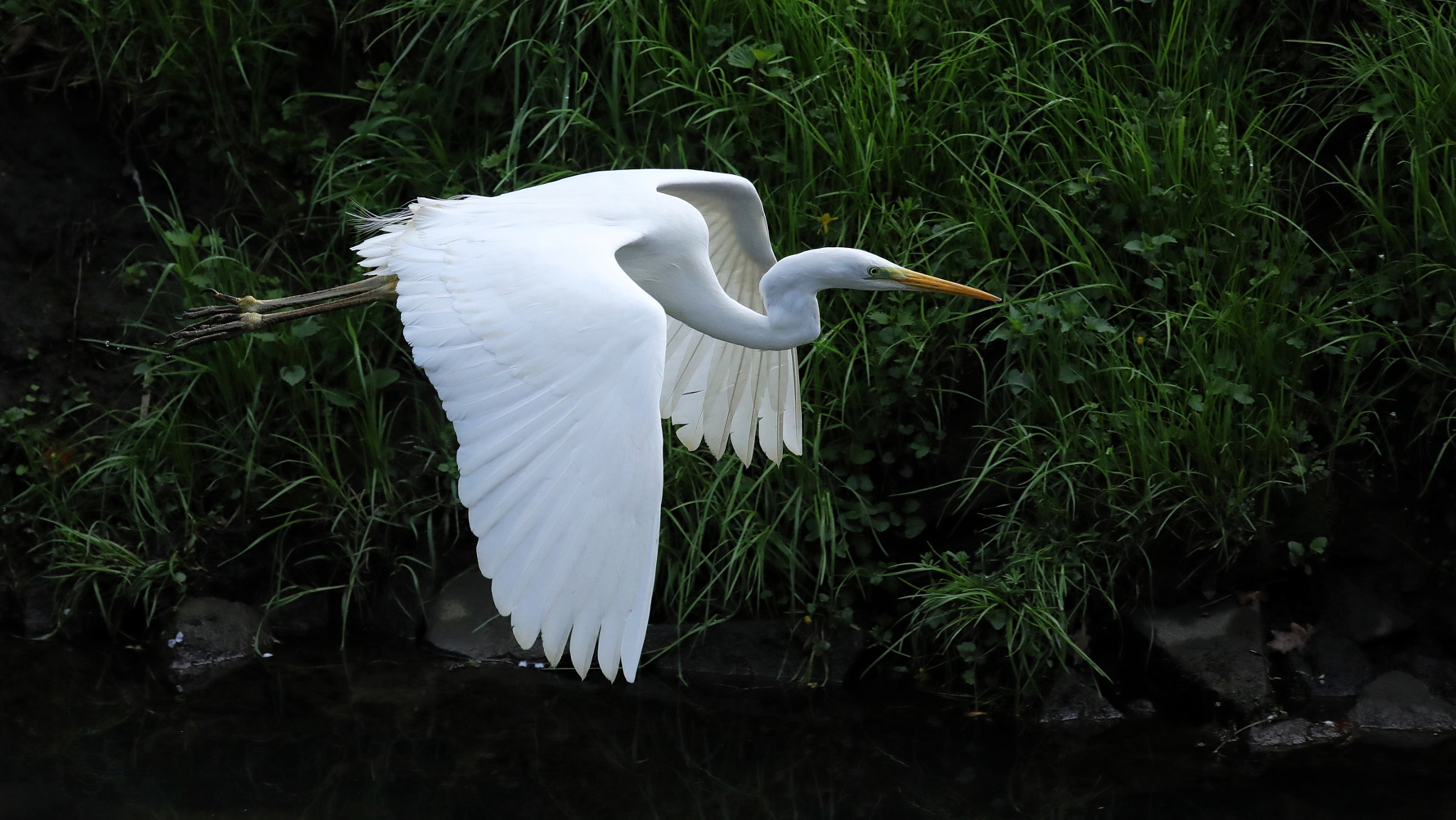 Canon EF 70-200mm F4L IS USM sample photo. Great white heron photography