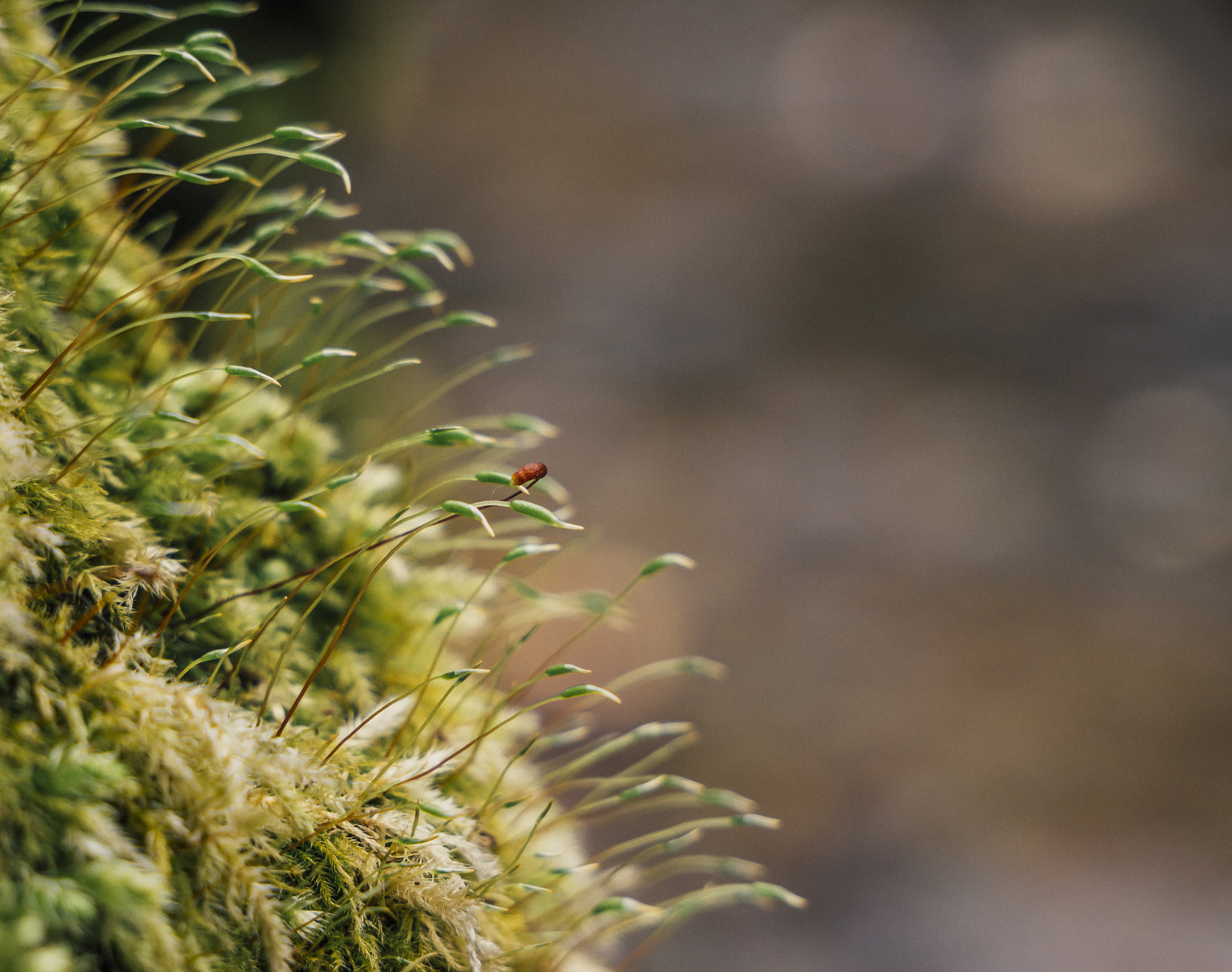 Panasonic Lumix DMC-GX7 sample photo. Green photography