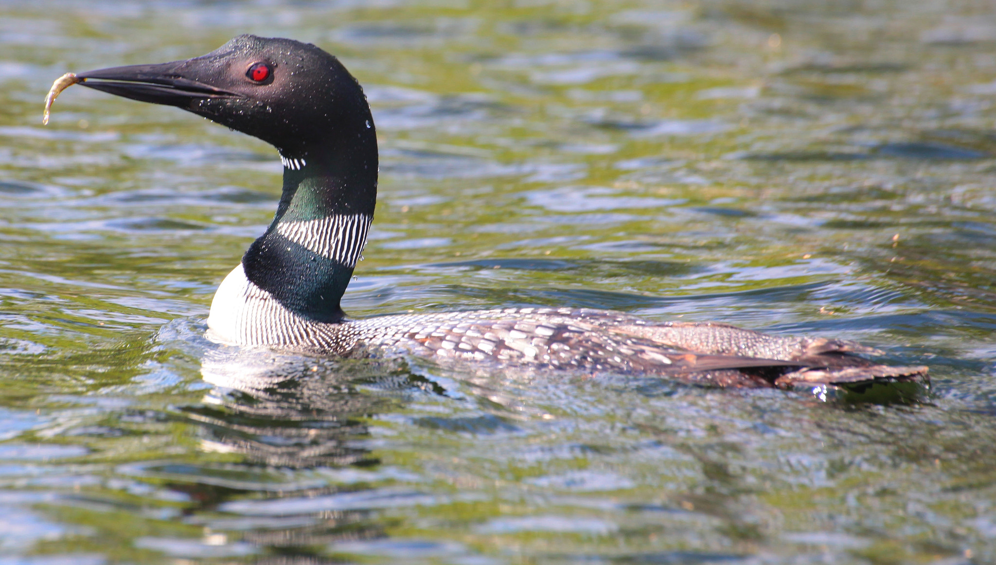 Canon EOS 5D Mark II + Sigma 70-300mm F4-5.6 APO DG Macro sample photo. Loons living life photography