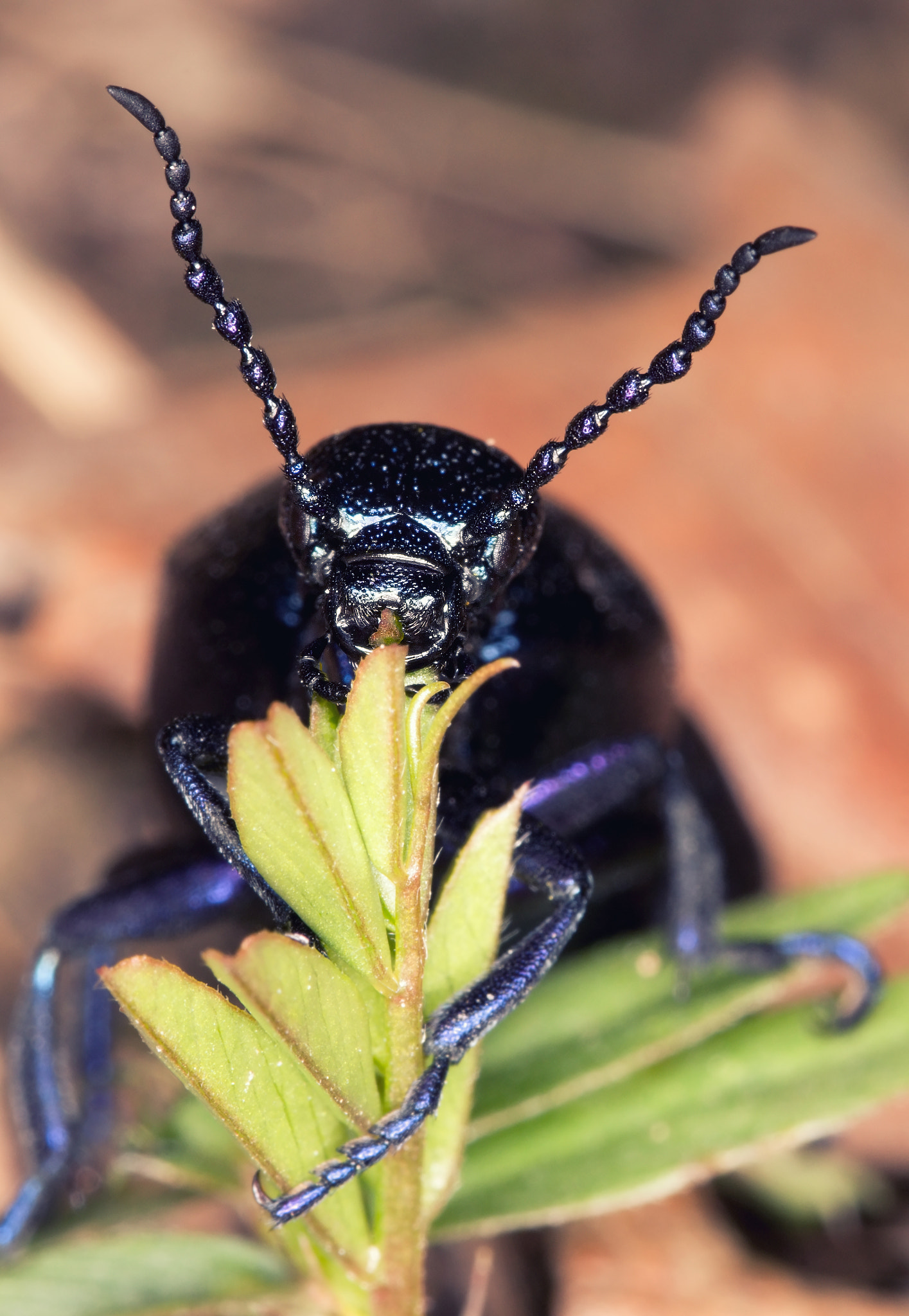 Canon EF 100mm F2.8L Macro IS USM sample photo. Meloe proscarabaeus photography