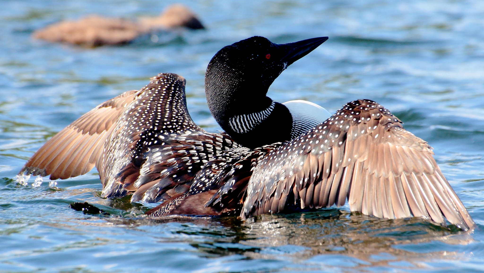 Canon EOS 5D Mark II + Sigma 70-300mm F4-5.6 APO DG Macro sample photo. Signifying loon photography