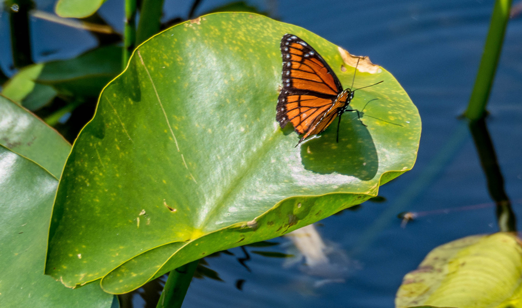 Olympus OM-D E-M1 Mark II sample photo. A beautiful mess photography