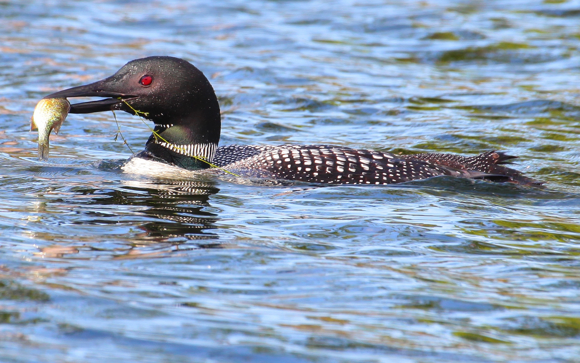 Canon EOS 5D Mark II sample photo. Loon on a fishing trip photography