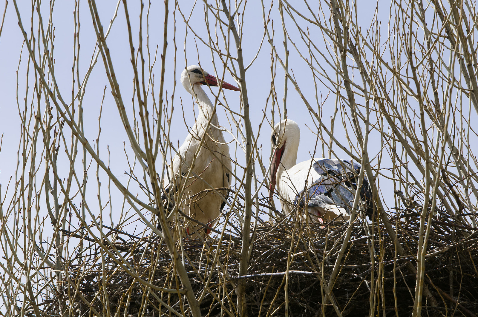 Nikon D300S + Nikon AF-S Nikkor 200-400mm F4G ED-IF VR sample photo. Ciconia ciconia photography