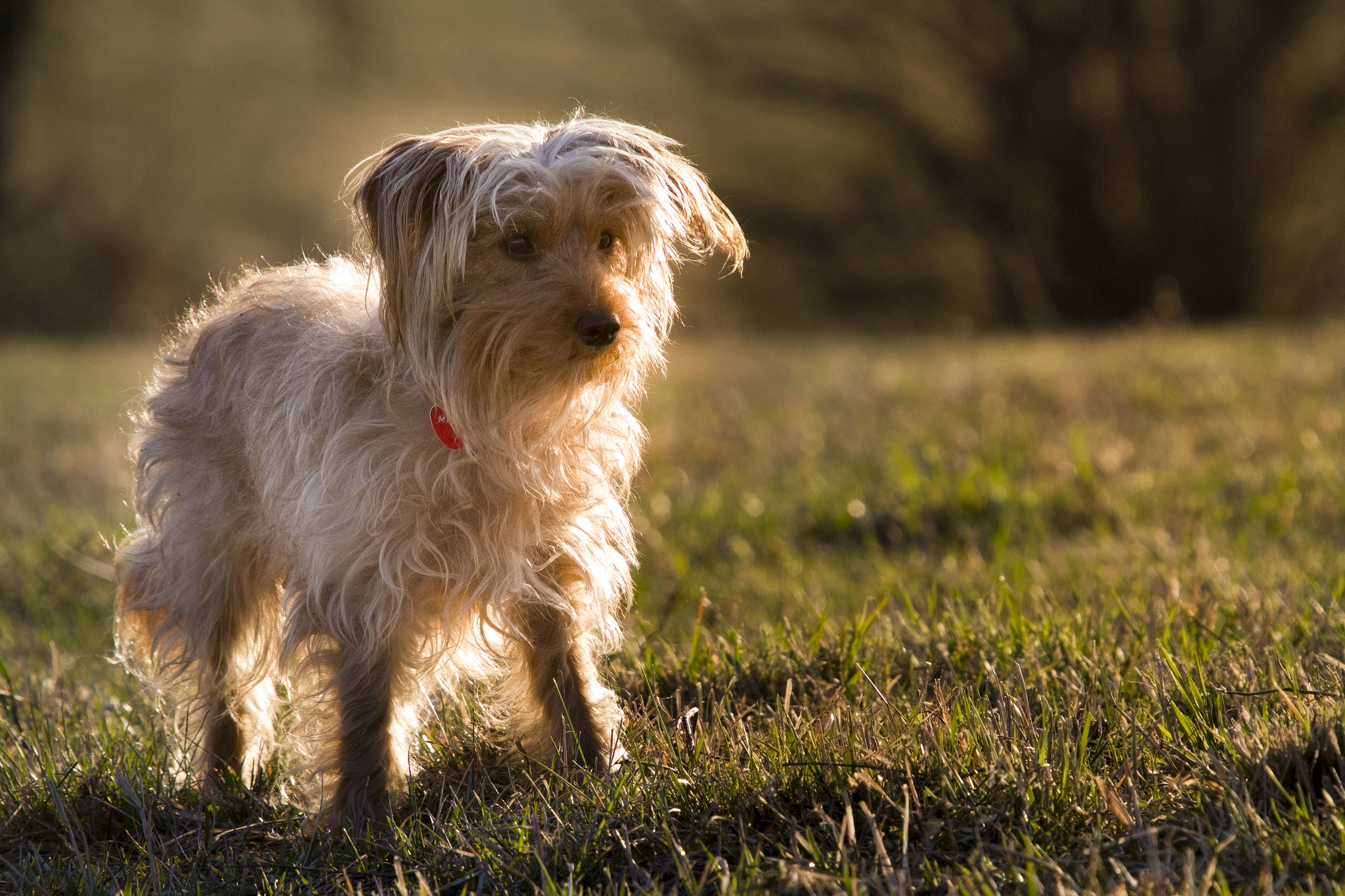 Sigma 50-500mm f/4-6.3 APO HSM EX sample photo. Img photography