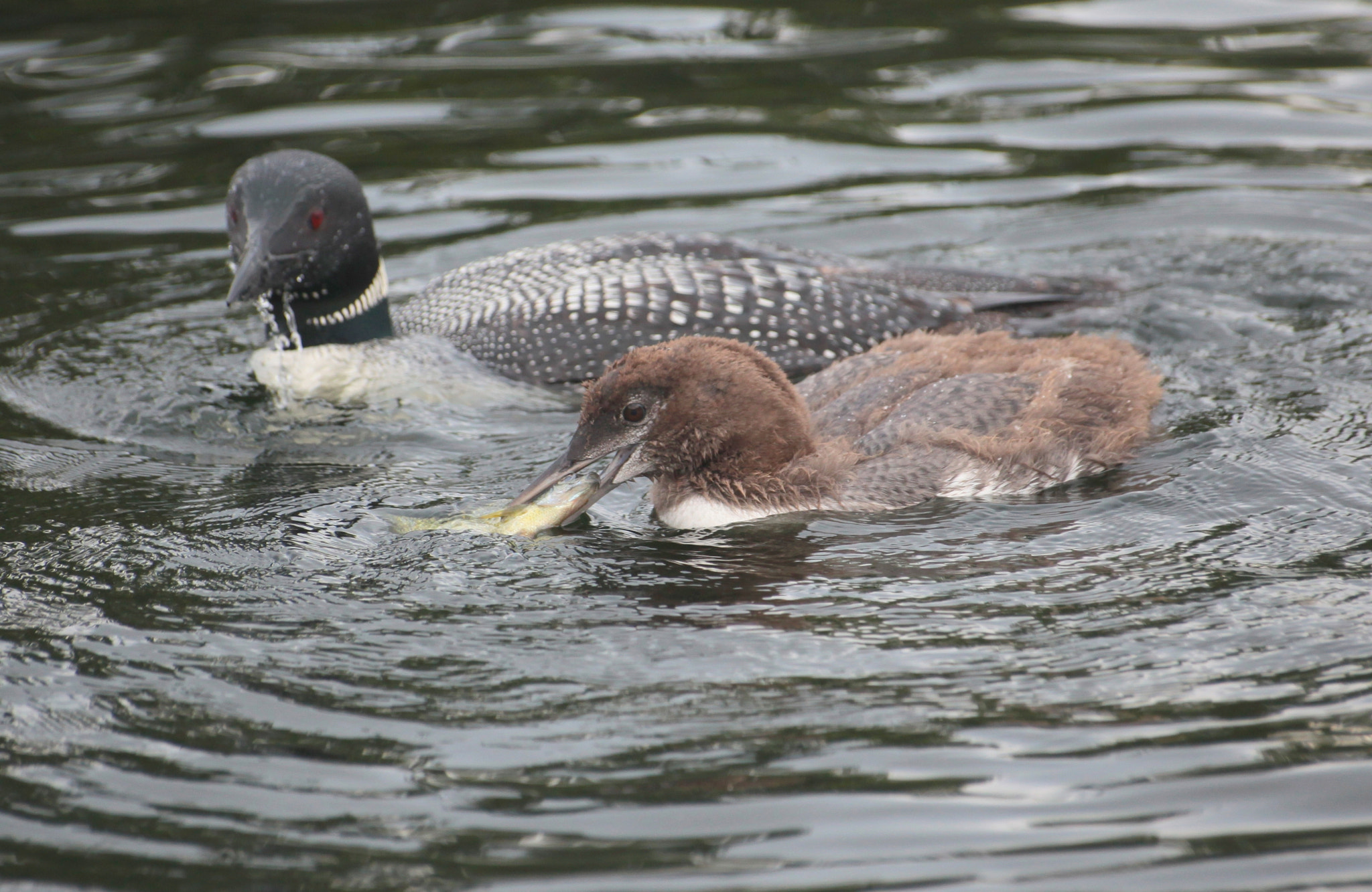 Canon EOS 5D Mark II + Sigma 70-300mm F4-5.6 APO DG Macro sample photo. Loons living life photography