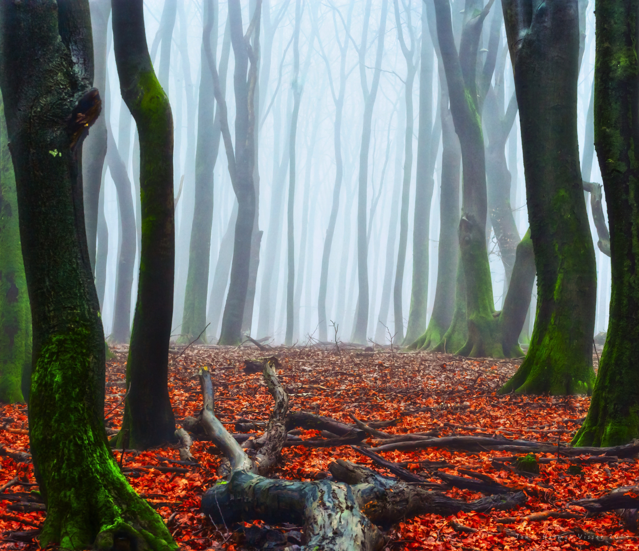 Canon EOS-1Ds Mark II sample photo. Misty forest photography