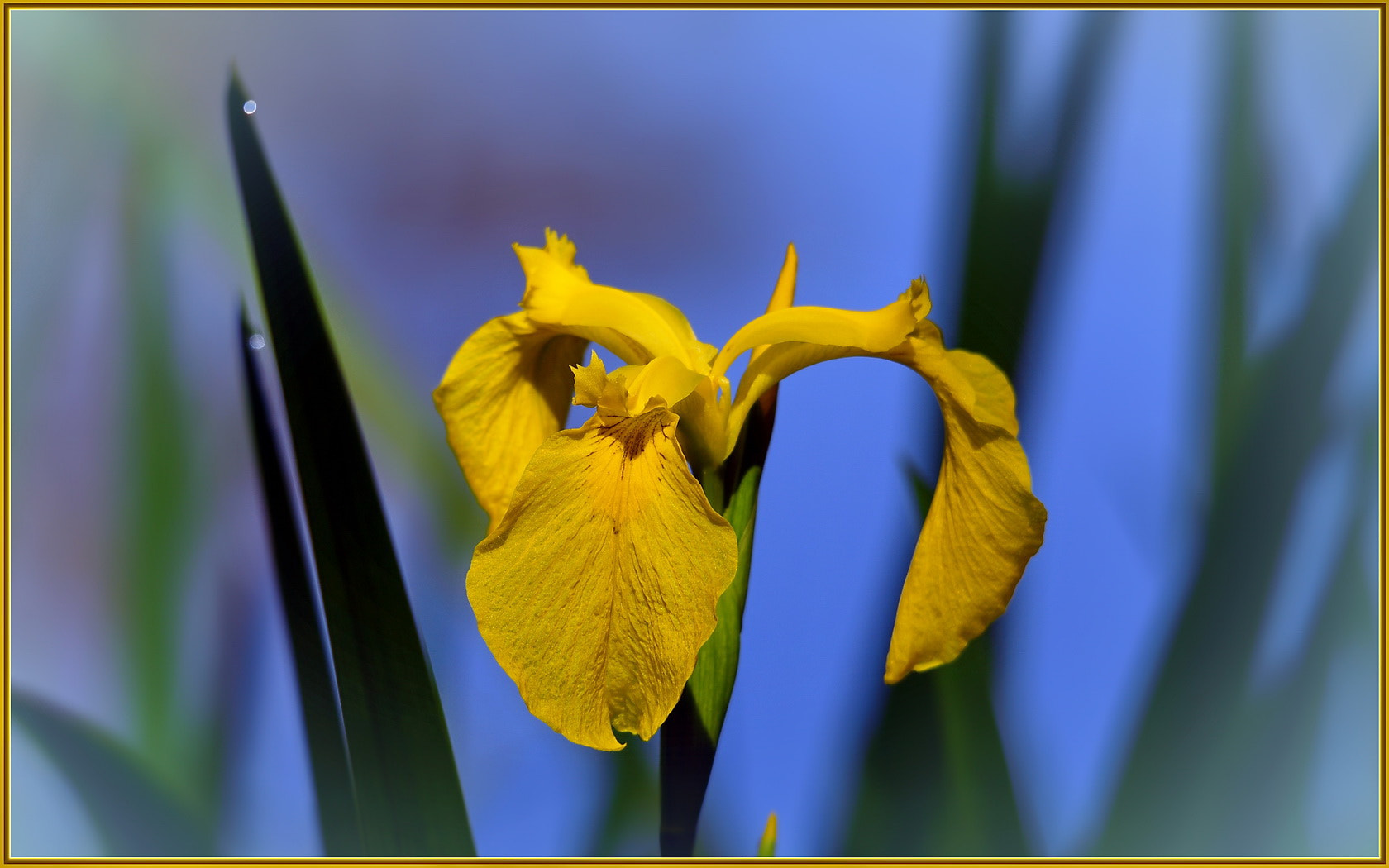 Nikon D750 sample photo. Yellow pond iris photography