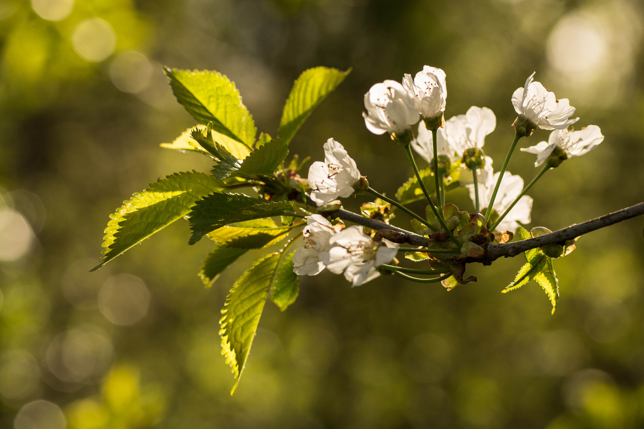 Nikon D7100 sample photo. A part of sping photography