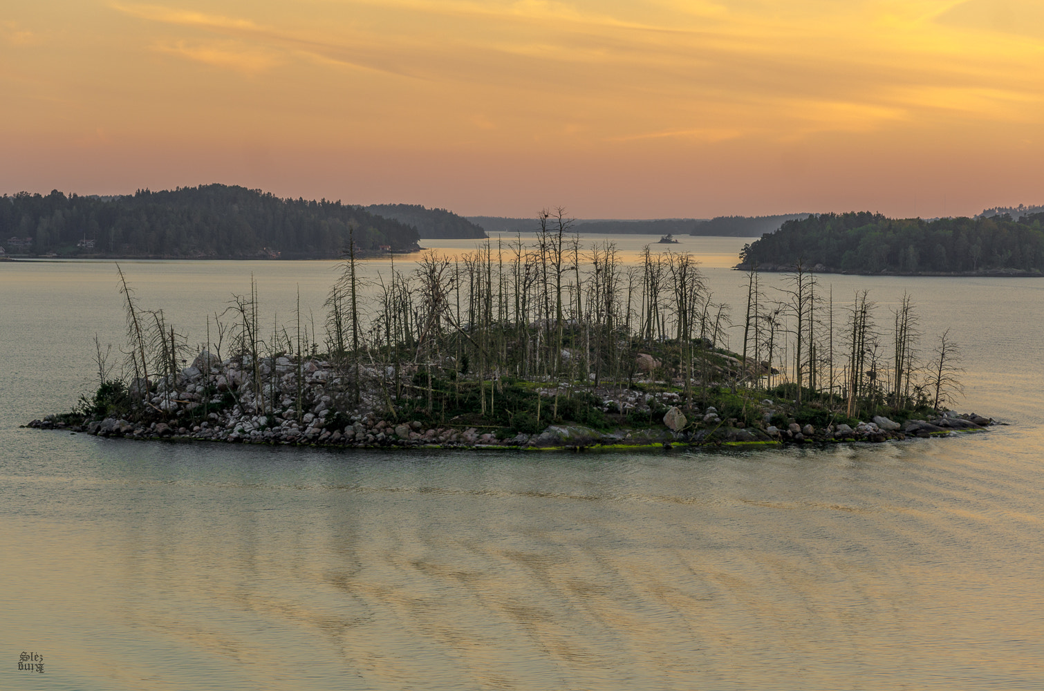 Pentax K-5 sample photo. Dead island - nesting cormorants i photography