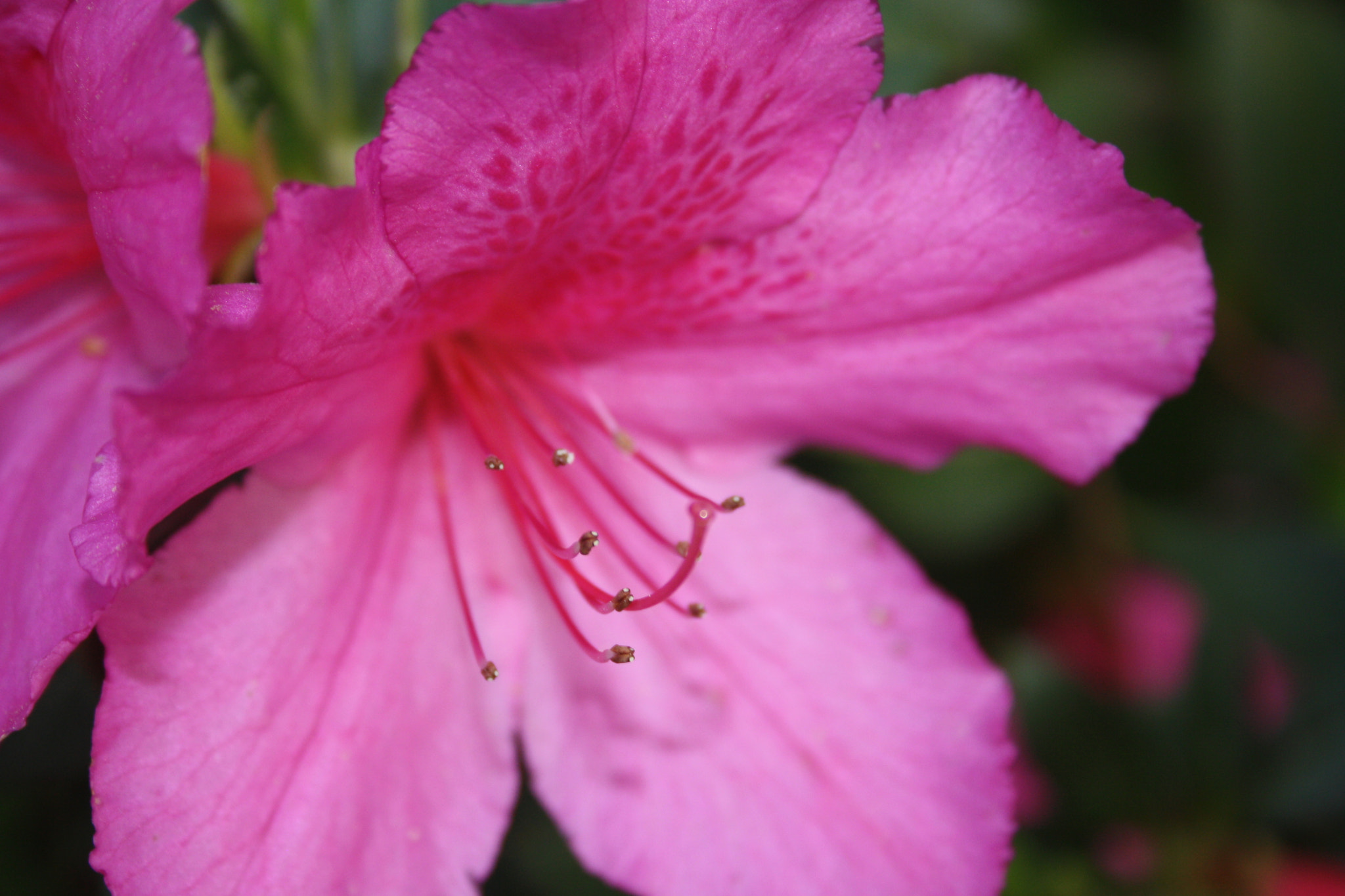 Canon EF-S 18-55mm F3.5-5.6 II sample photo. Img photography