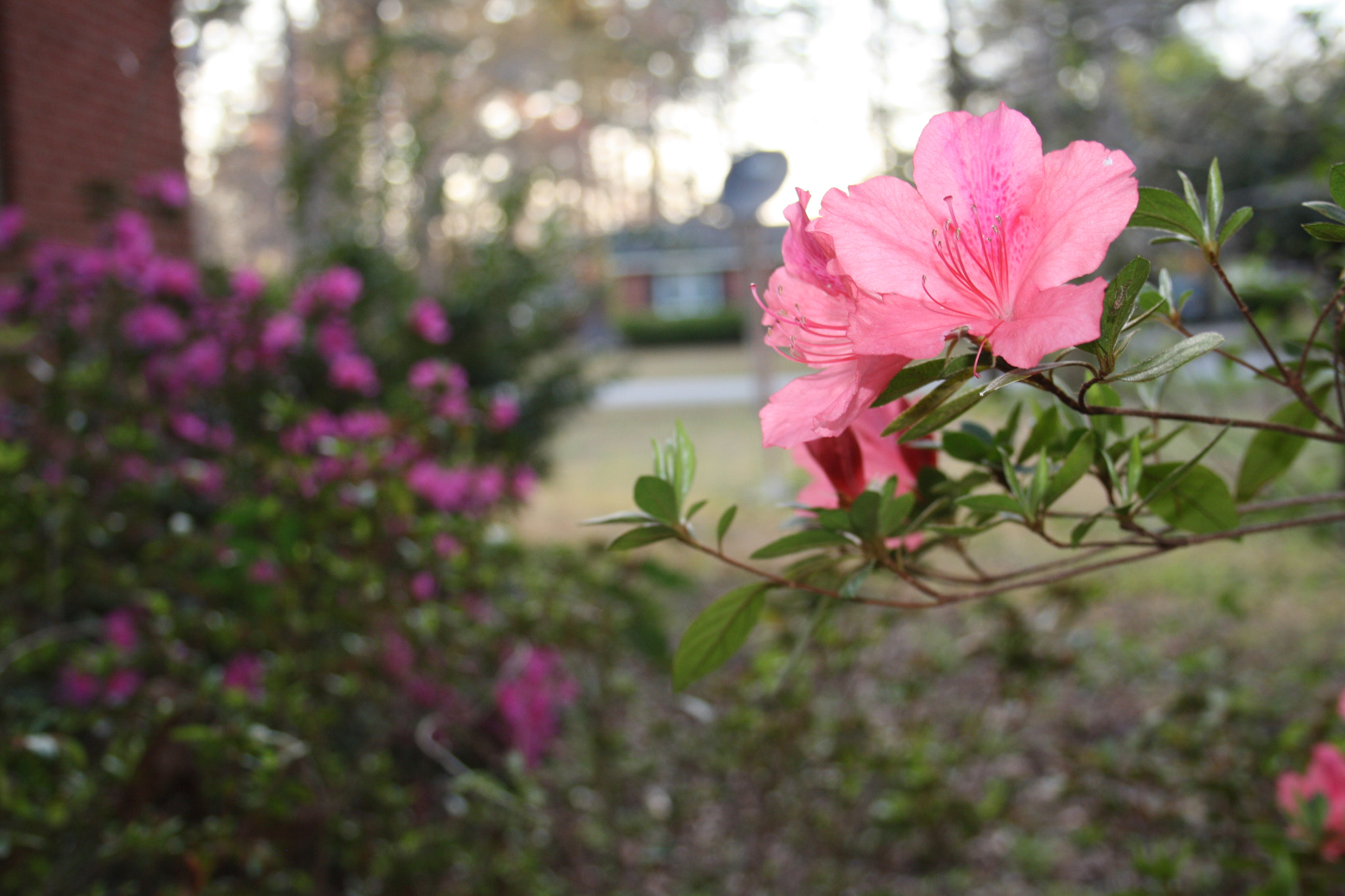 Canon EF-S 18-55mm F3.5-5.6 II sample photo. Img photography