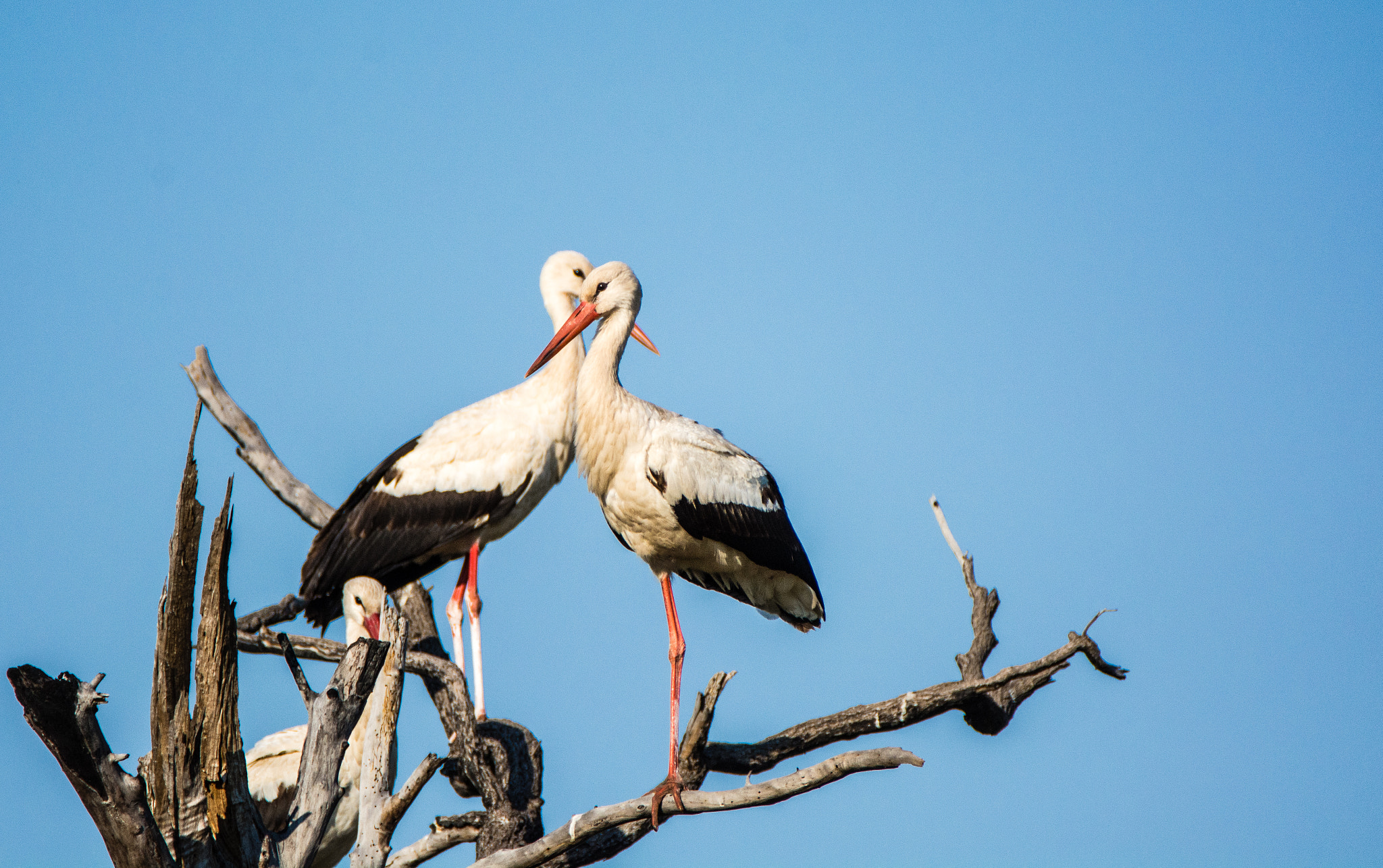 Nikon D7100 sample photo. Eye to eye photography