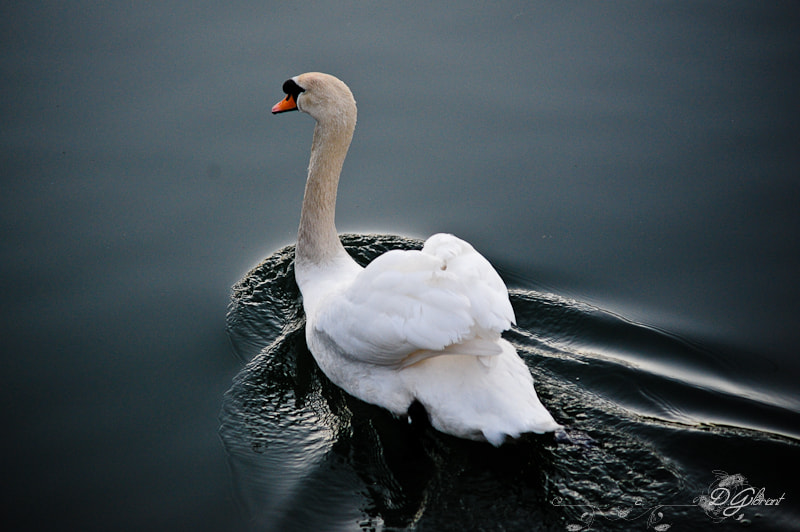 AF Zoom-Nikkor 70-210mm f/4 sample photo. Swan photography