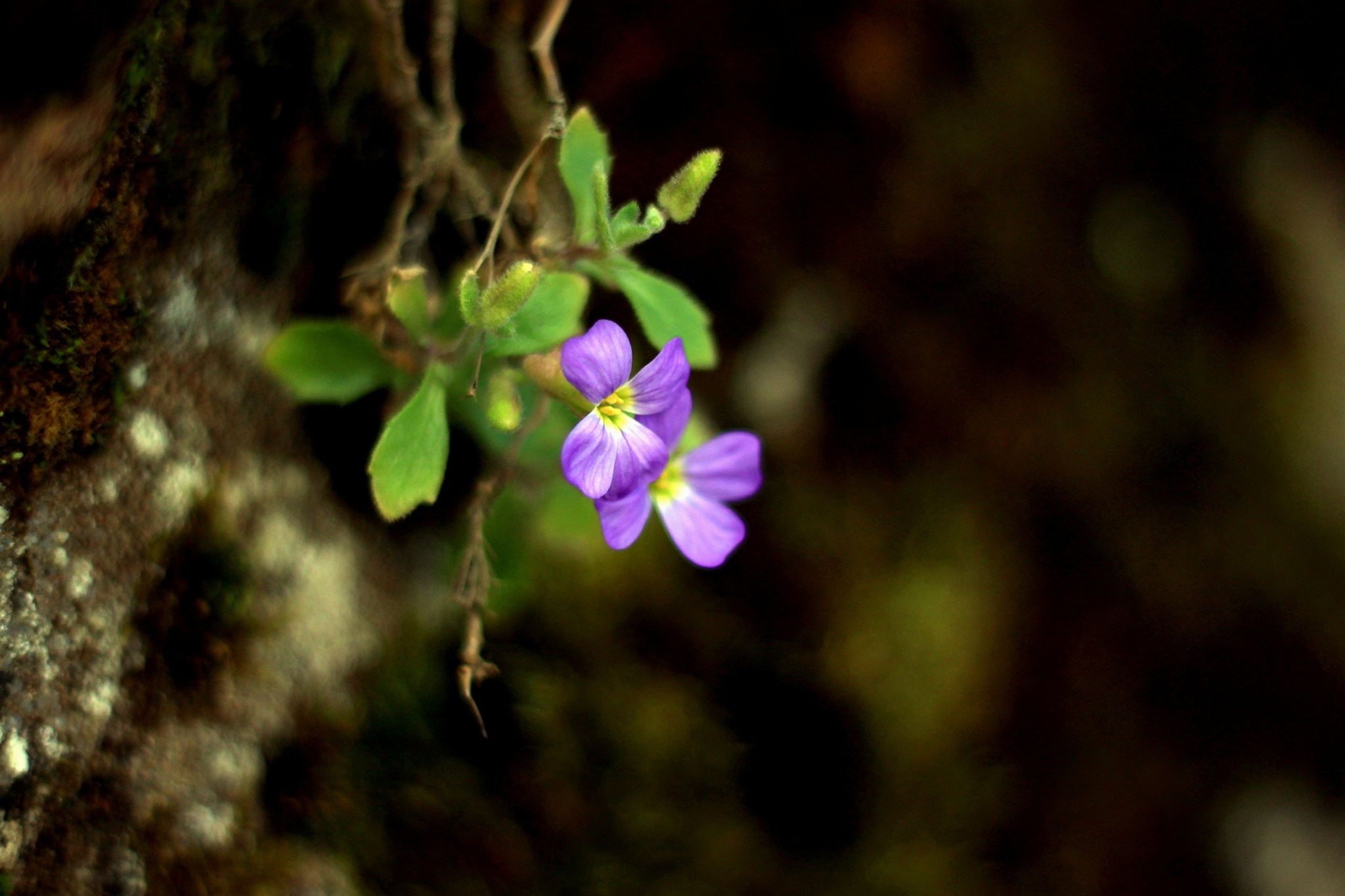 Canon EOS 500D (EOS Rebel T1i / EOS Kiss X3) + Canon EF 50mm F1.8 STM sample photo. Wallflower photography