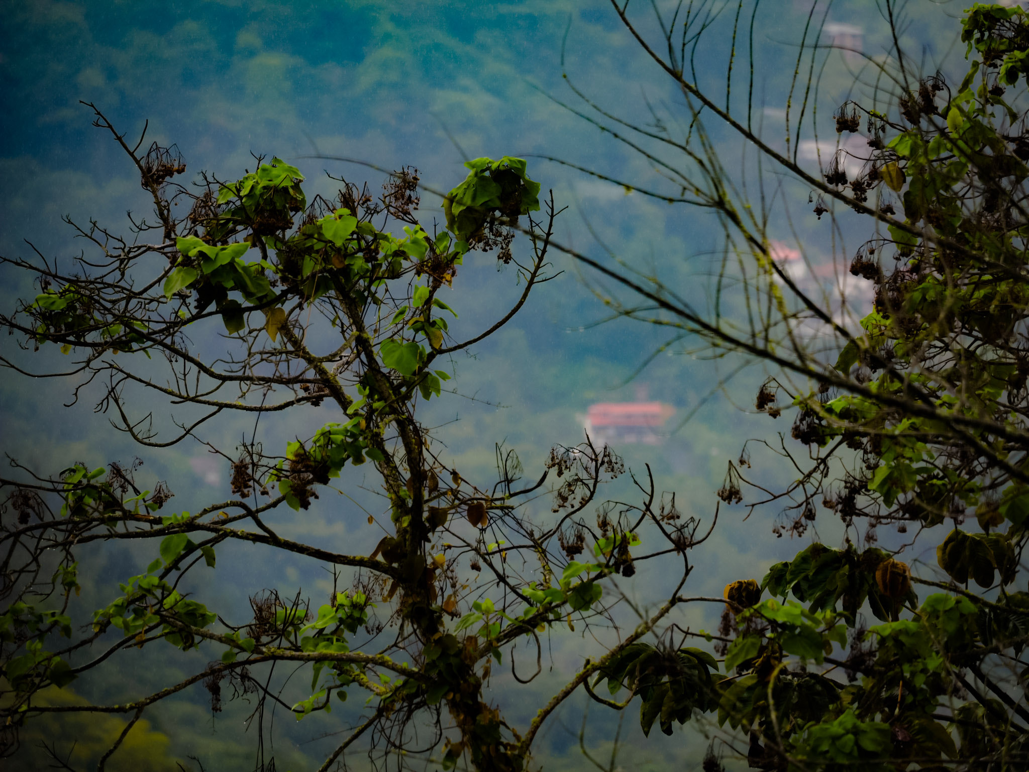 Olympus OM-D E-M1 sample photo. Taken in colombia in the mountains.  photography