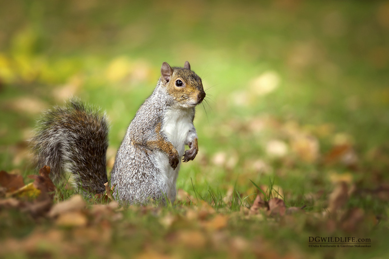 Canon EF 300mm F2.8L IS II USM sample photo. Little grey squirrel photography