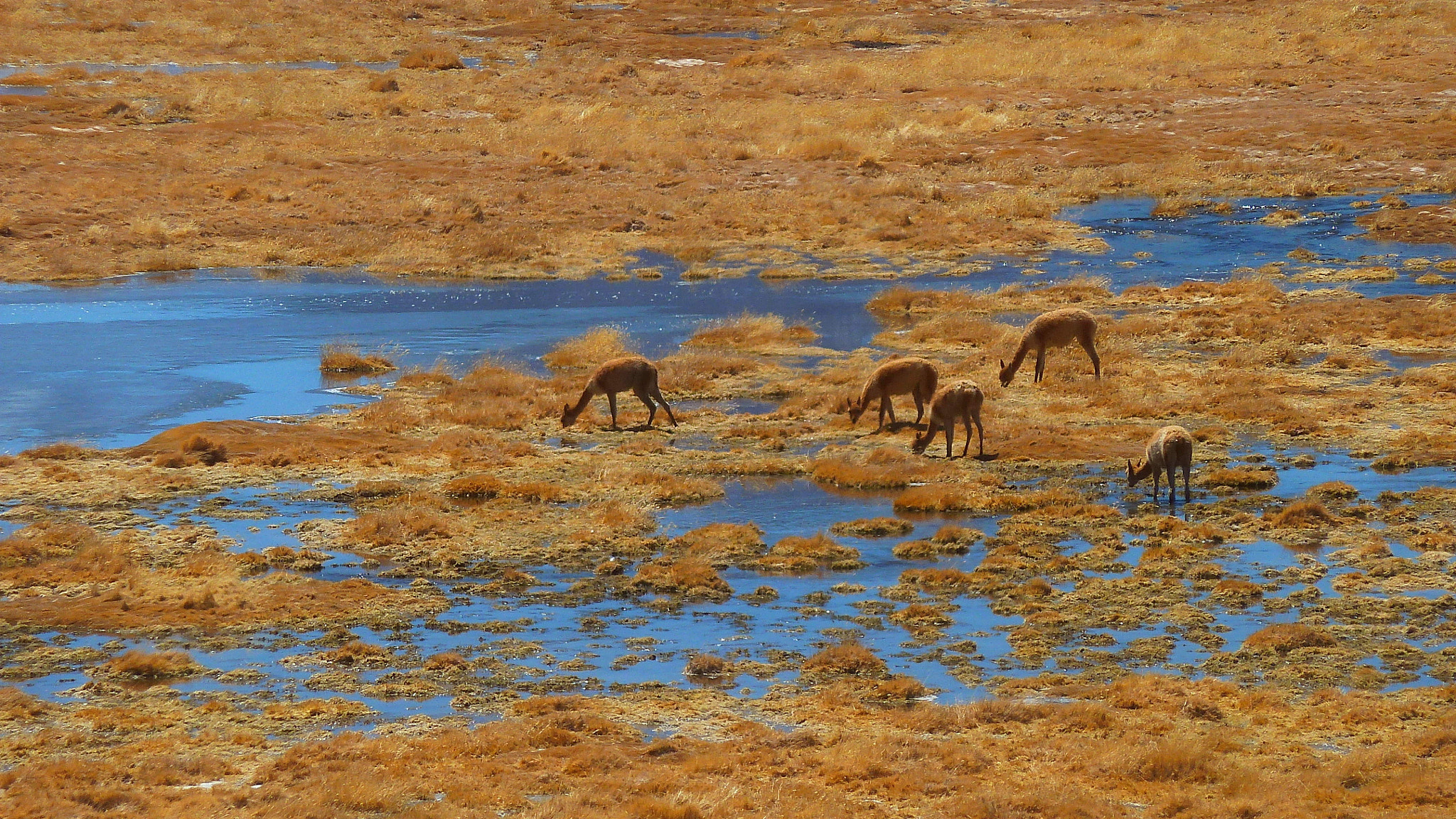 Panasonic Lumix DMC-ZS5 (Lumix DMC-TZ8) sample photo. Vicunas lunch break photography