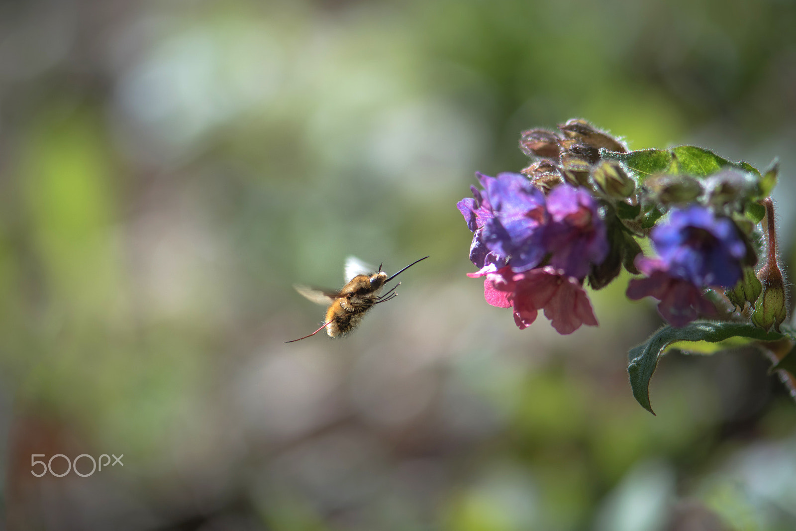 Nikon AF-S Micro-Nikkor 105mm F2.8G IF-ED VR sample photo. Grand bombyle photography