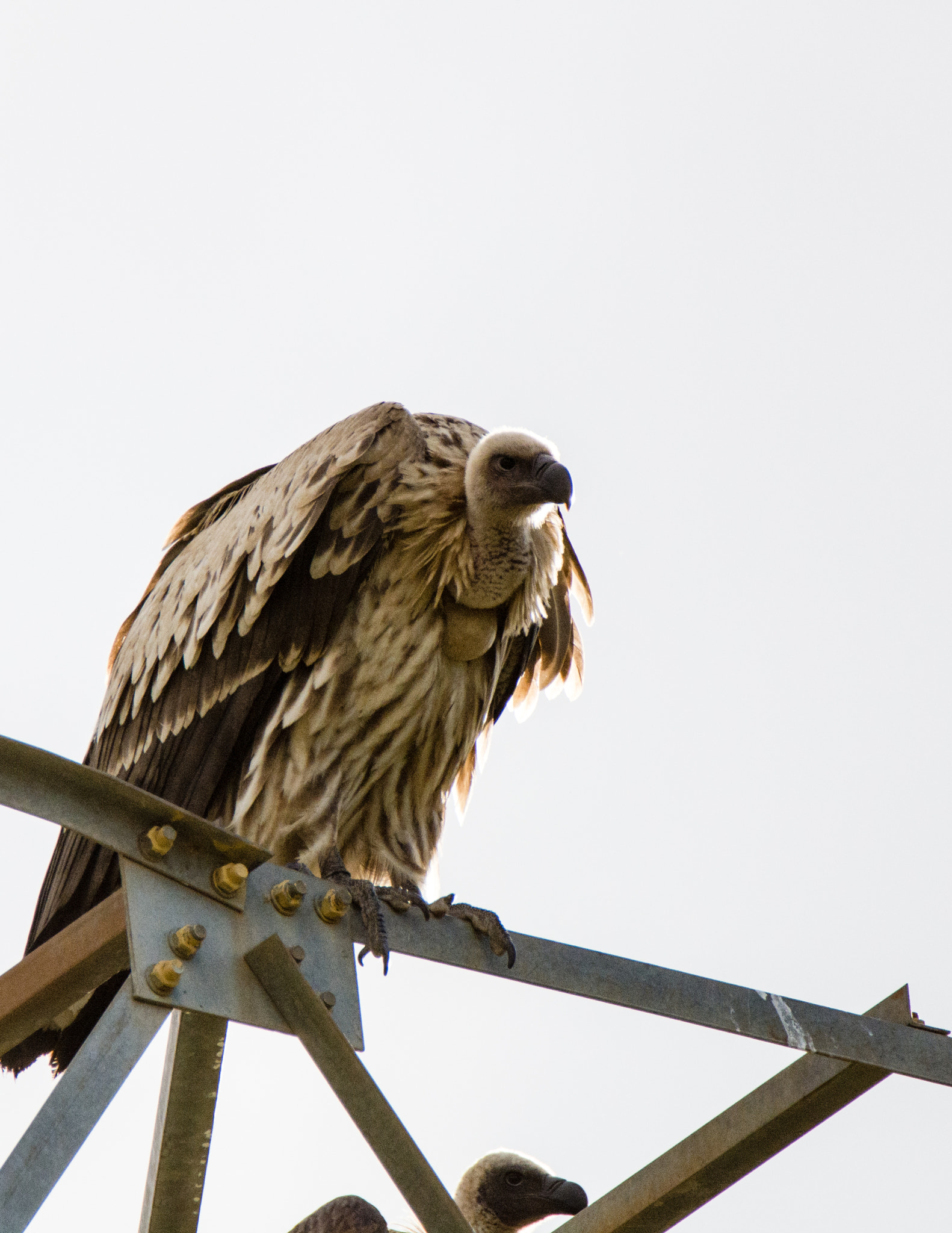 Nikon D7100 sample photo. White backed vulture photography