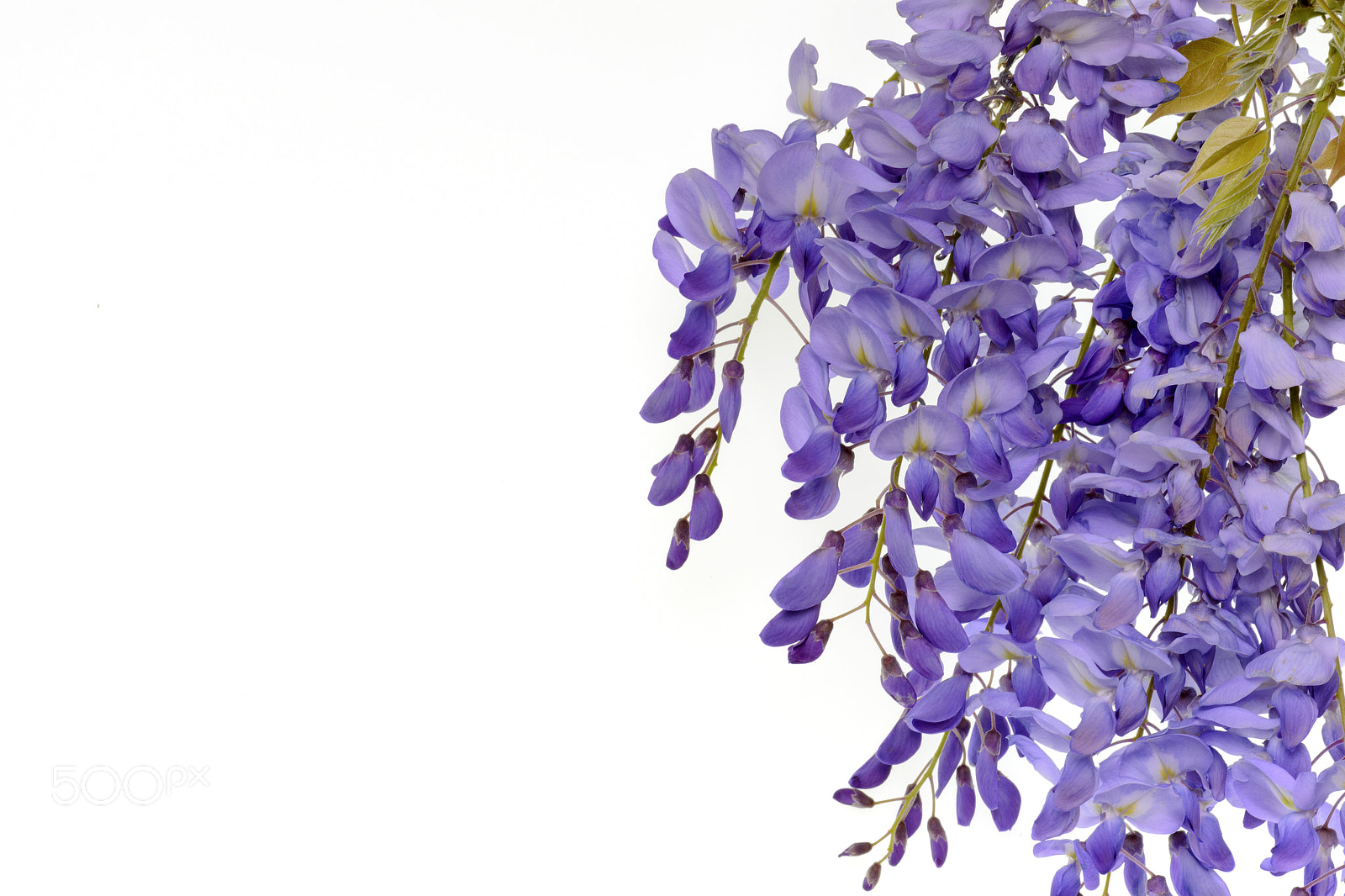 Nikon AF-S Micro-Nikkor 105mm F2.8G IF-ED VR sample photo. Wisteria flowers floral design element. photography